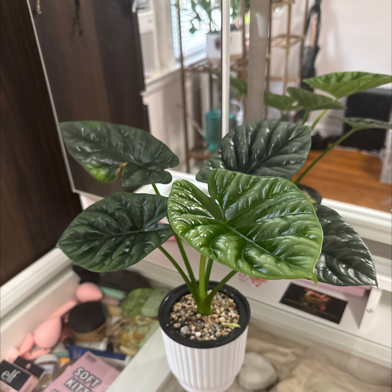 Photo of the plant species Jewel Alocasia by @GodlyGreenbeans named Stella on Greg, the plant care app