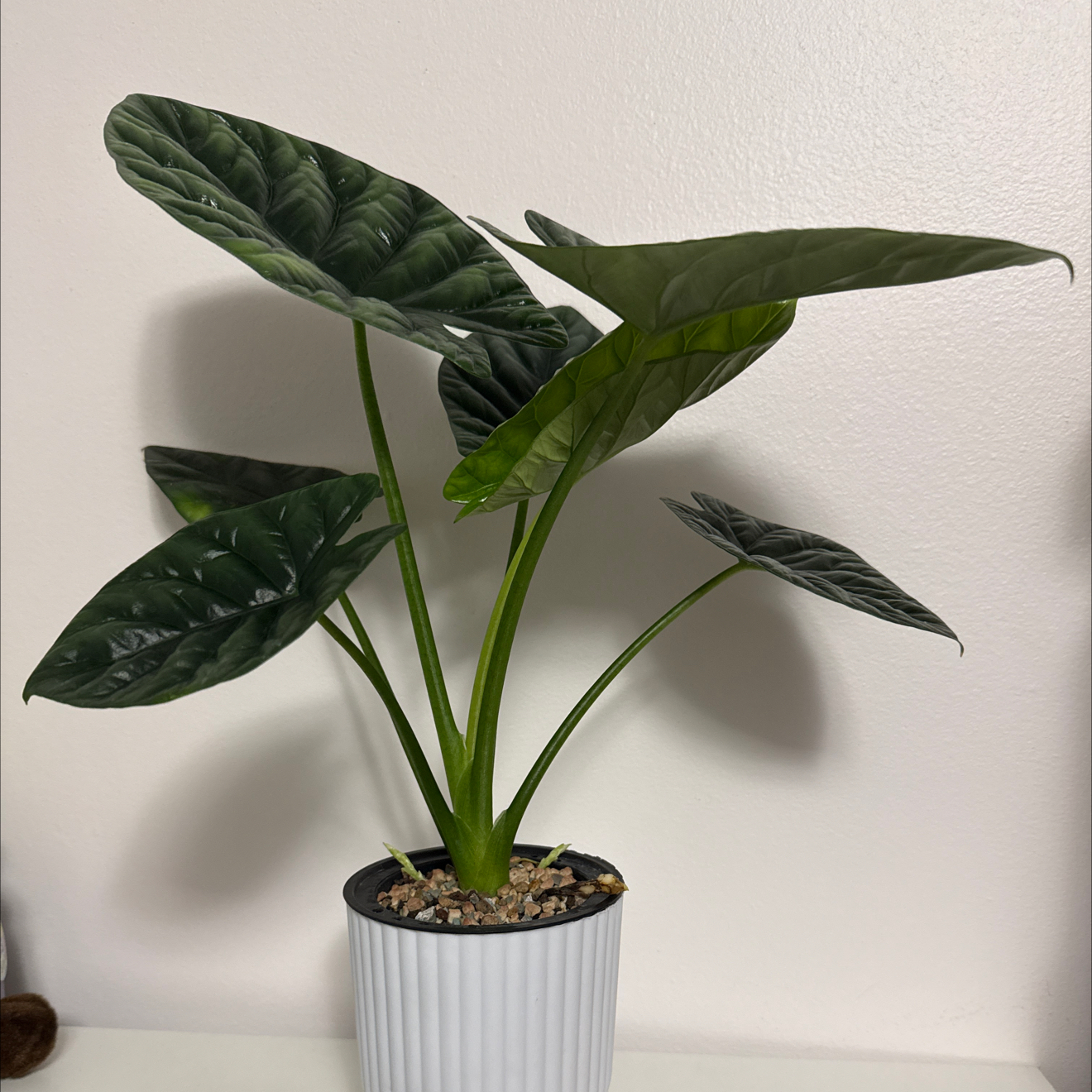 Photo of the plant species Jewel Alocasia by @GodlyGreenbeans named Stella on Greg, the plant care app