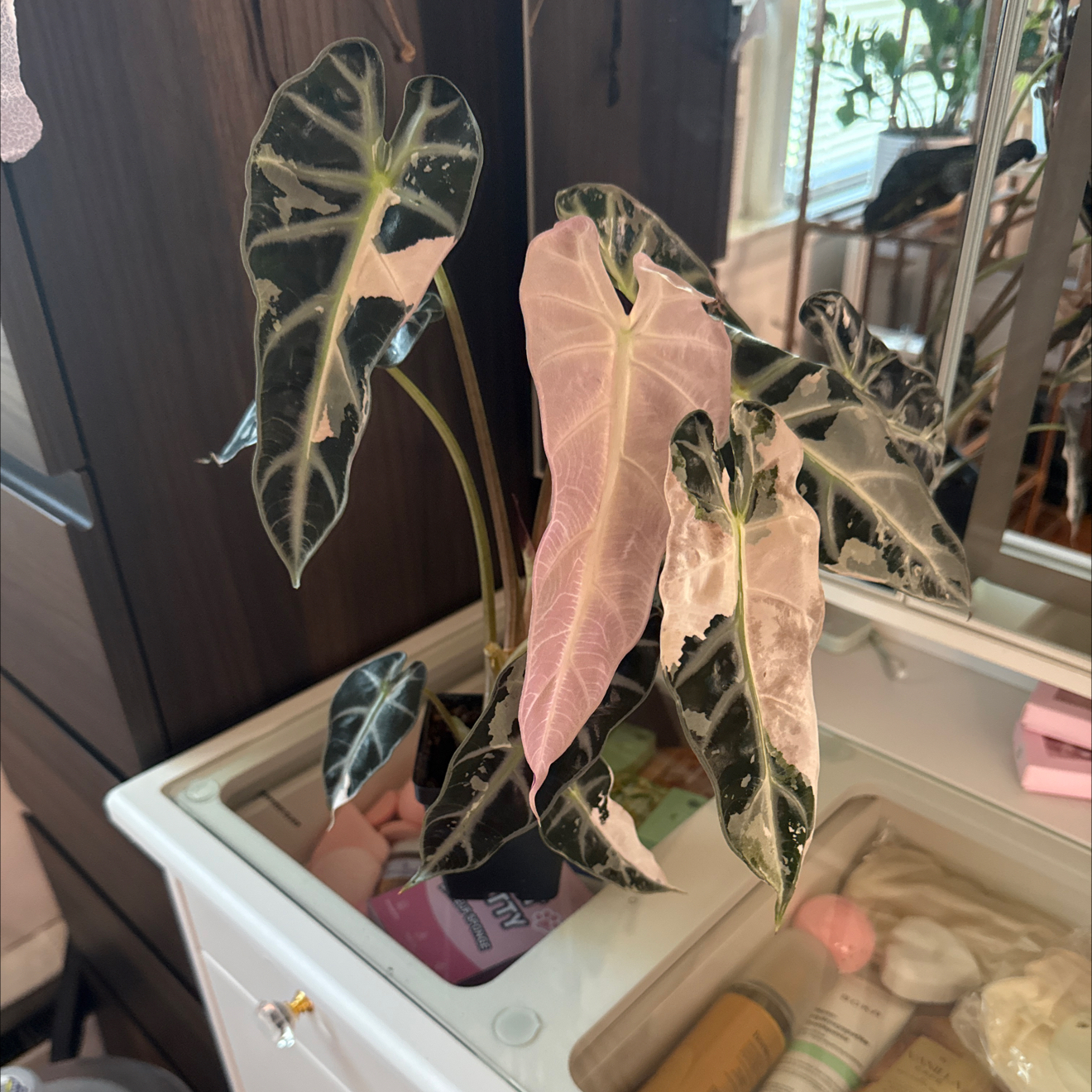 Photo of the plant species Alocasia Pink Bambino by @GodlyGreenbeans named Baesil on Greg, the plant care app