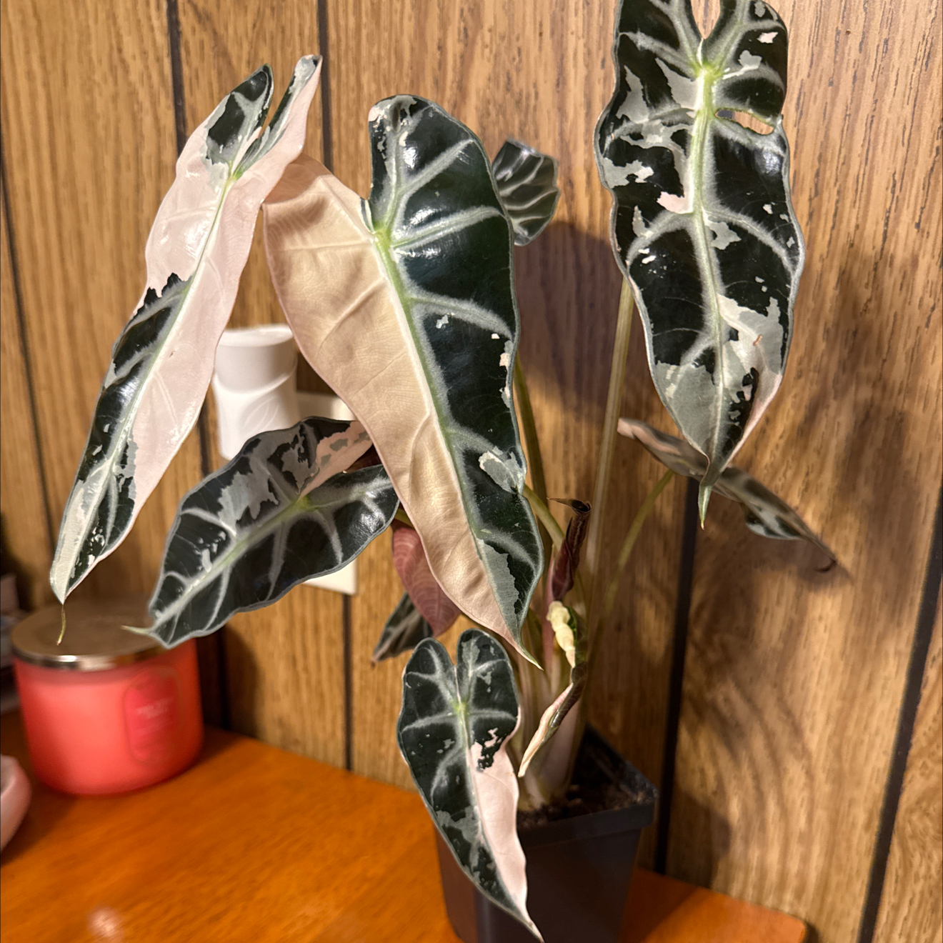 Photo of the plant species Alocasia Pink Bambino by @GodlyGreenbeans named Baesil on Greg, the plant care app