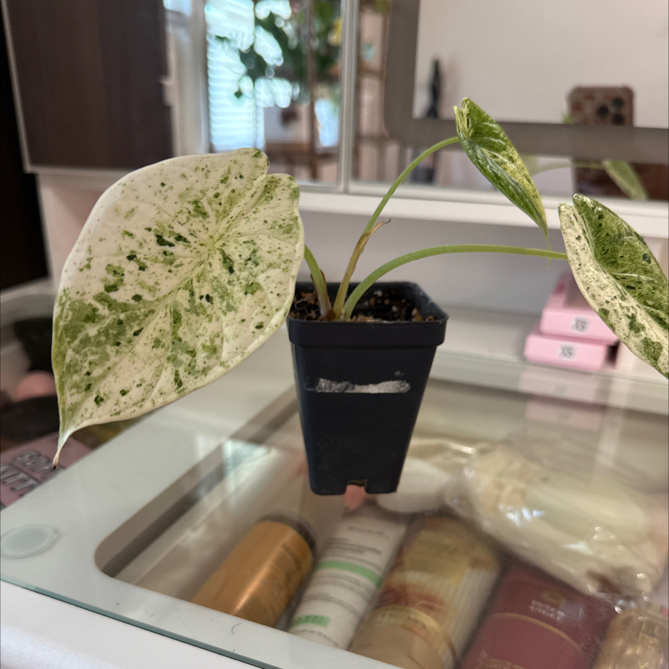 Photo of the plant species Alocasia Dragon Scale mint Verigated by @GodlyGreenbeans named Gates on Greg, the plant care app