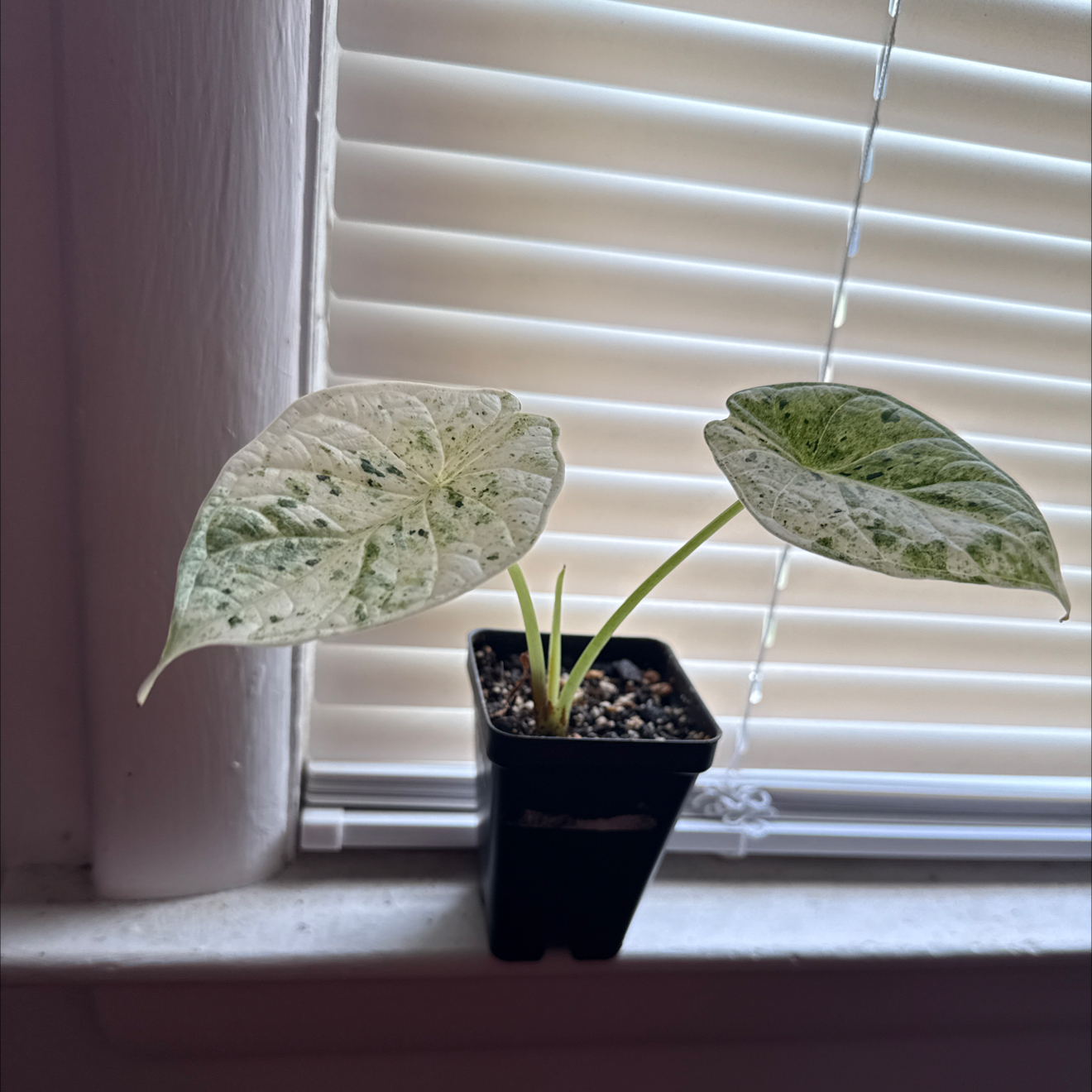 Photo of the plant species Alocasia Dragon Scale mint Verigated by @GodlyGreenbeans named Gates on Greg, the plant care app