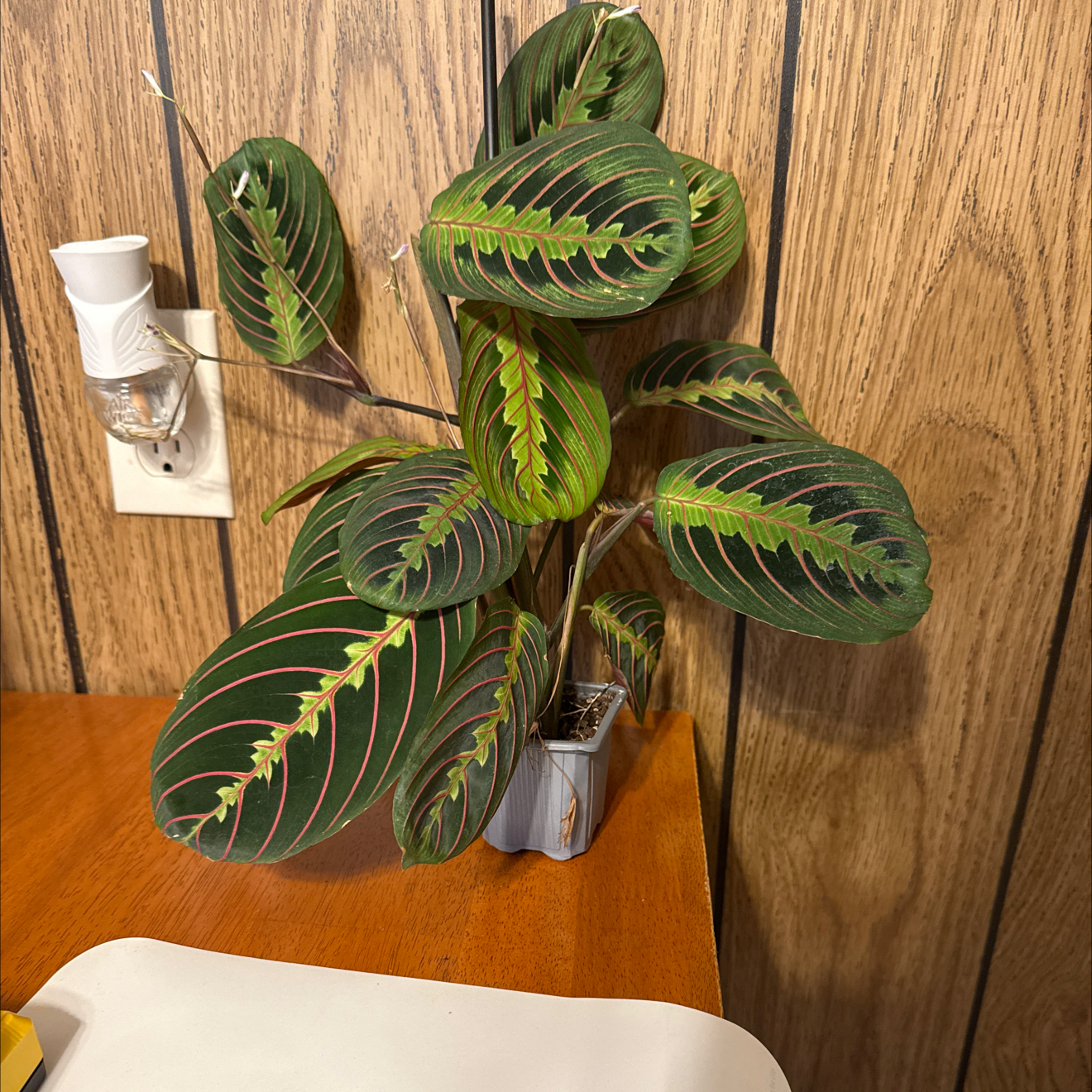 Photo of the plant species Prayer Plant by @GodlyGreenbeans named Wall-E on Greg, the plant care app