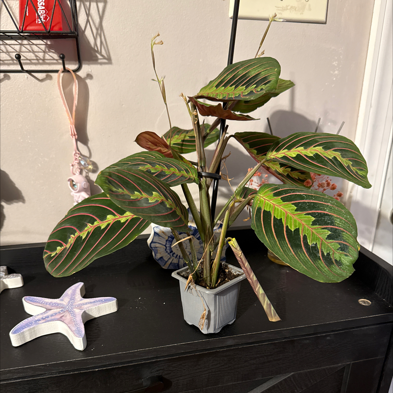 Photo of the plant species Prayer Plant by @GodlyGreenbeans named Wall-E on Greg, the plant care app