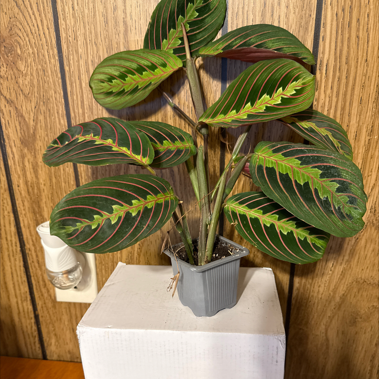 Photo of the plant species Prayer Plant by @GodlyGreenbeans named Wall-E on Greg, the plant care app