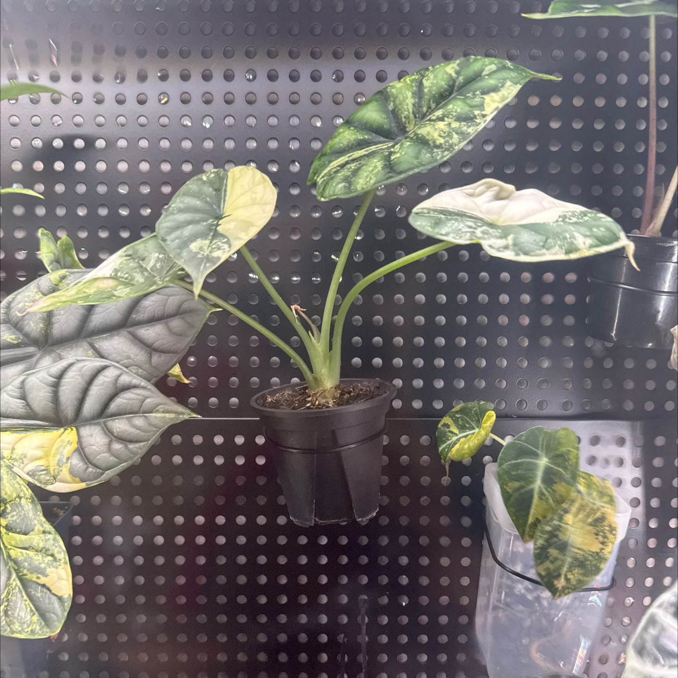 Photo of the plant species Alocasia Dragon Scale Albo by @GodlyGreenbeans named Denali on Greg, the plant care app