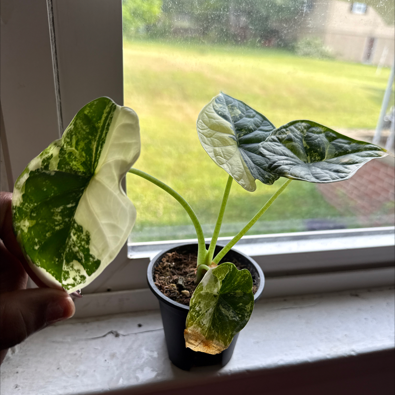 Photo of the plant species Alocasia Dragon Scale Albo by @GodlyGreenbeans named Denali on Greg, the plant care app
