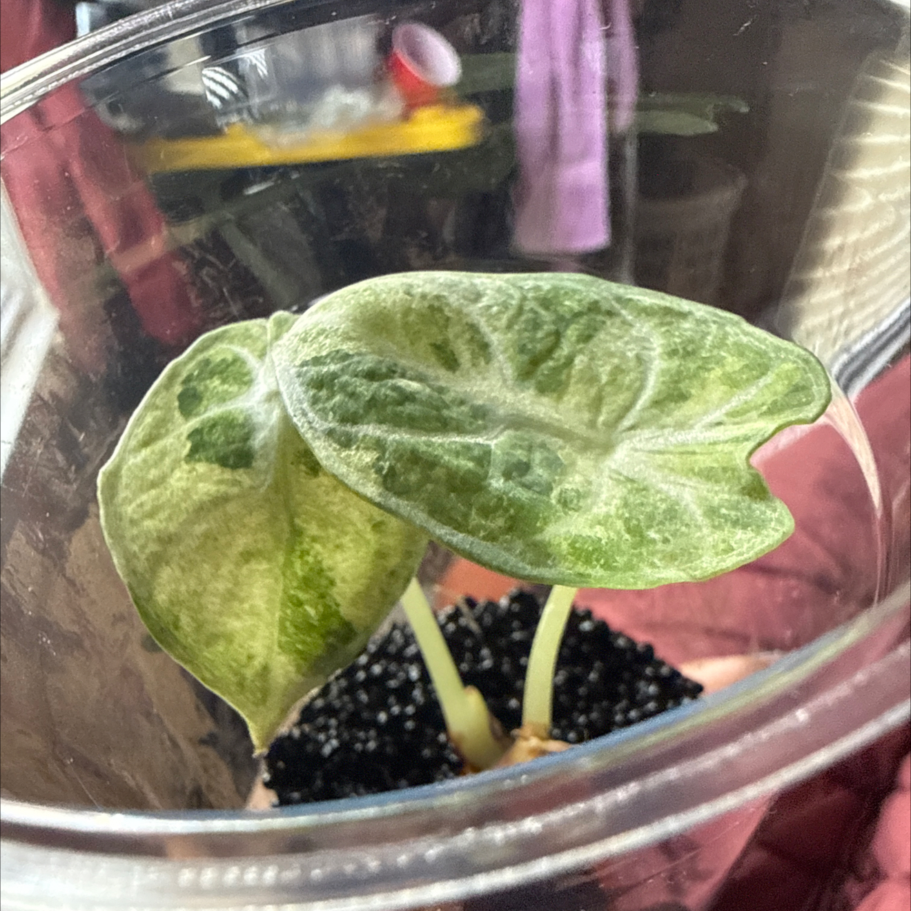 Photo of the plant species Alocasia Ninja Tri-Color by @GodlyGreenbeans named Bieber on Greg, the plant care app