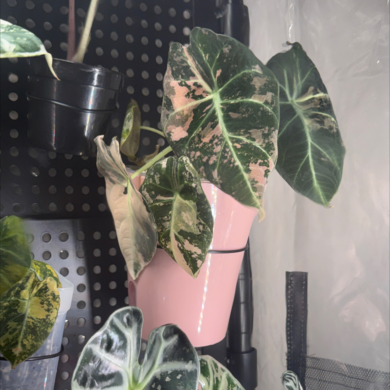 Photo of the plant species Alocasia Black Velvet Pink Variegated by @GodlyGreenbeans named Walt on Greg, the plant care app