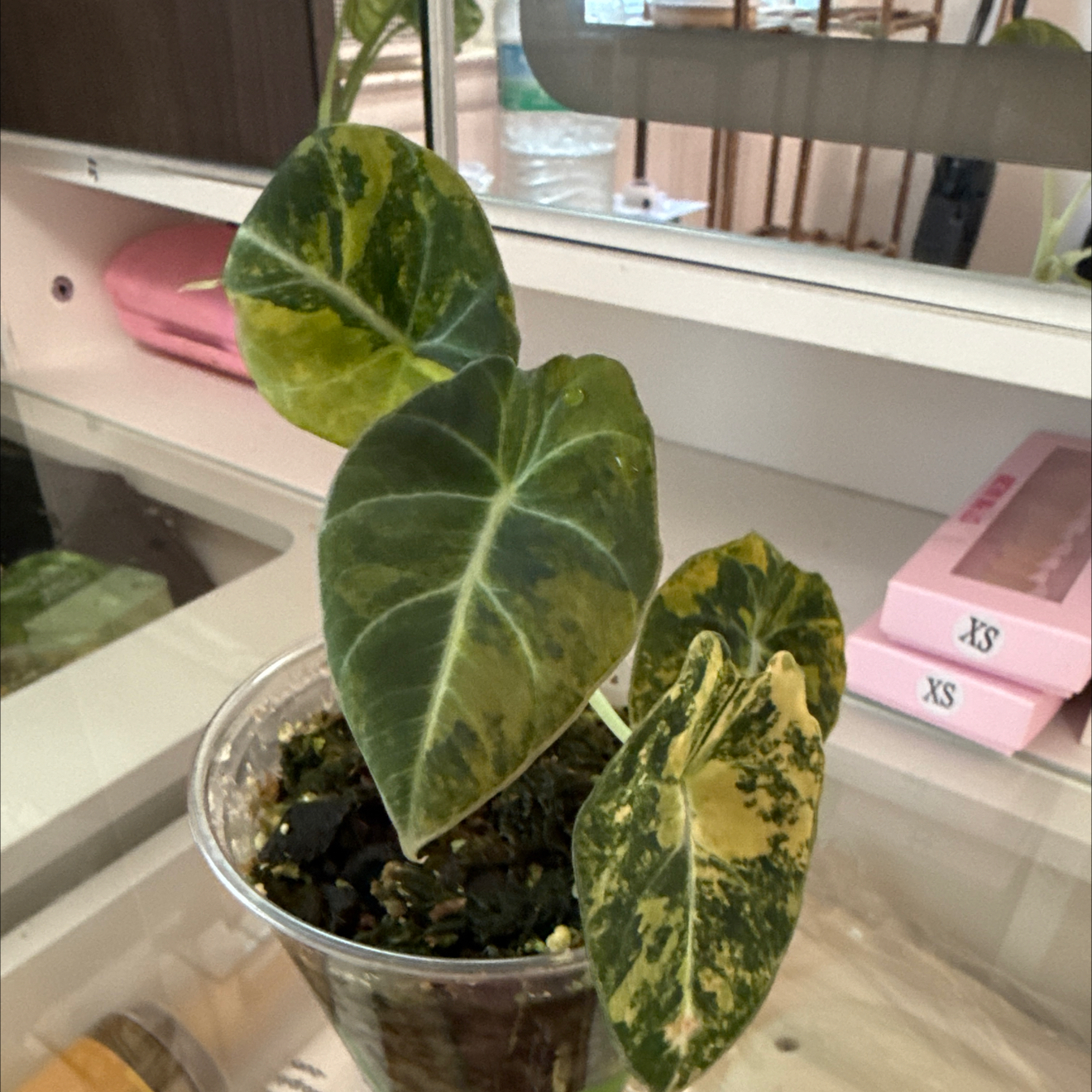 Photo of the plant species Alocasia Black Velvet Pink Variegated by @GodlyGreenbeans named Treeyoncé on Greg, the plant care app