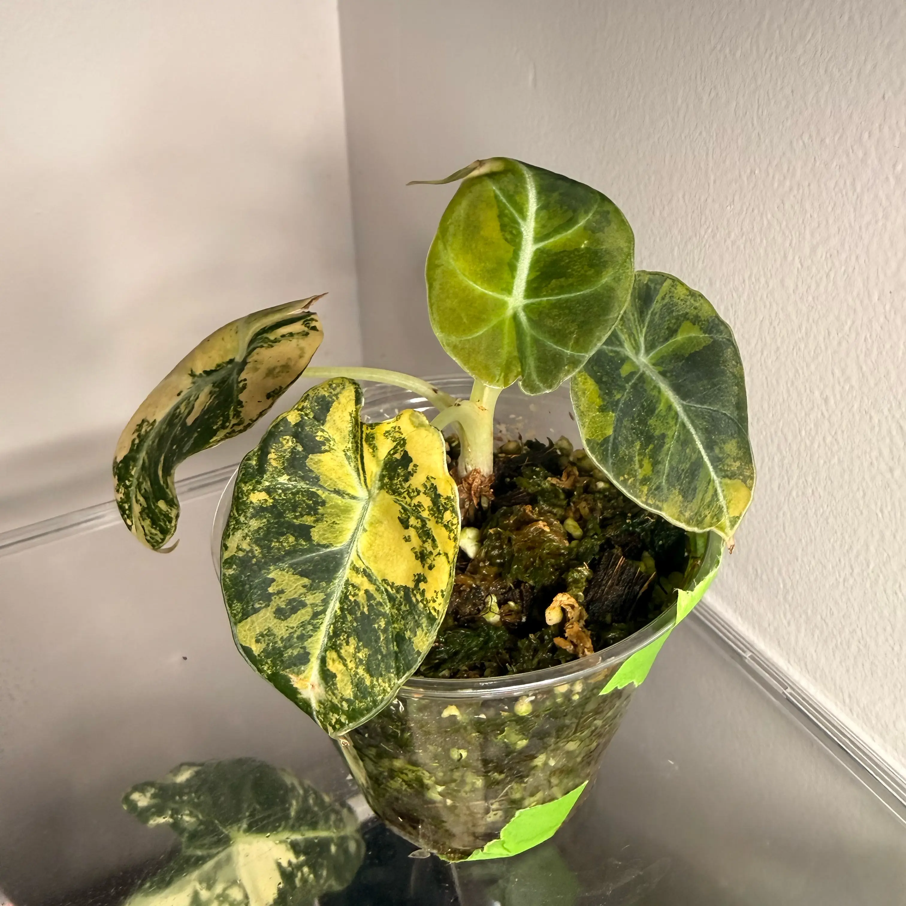Photo of the plant species Alocasia Black Velvet Pink Variegated by @GodlyGreenbeans named Treeyoncé on Greg, the plant care app