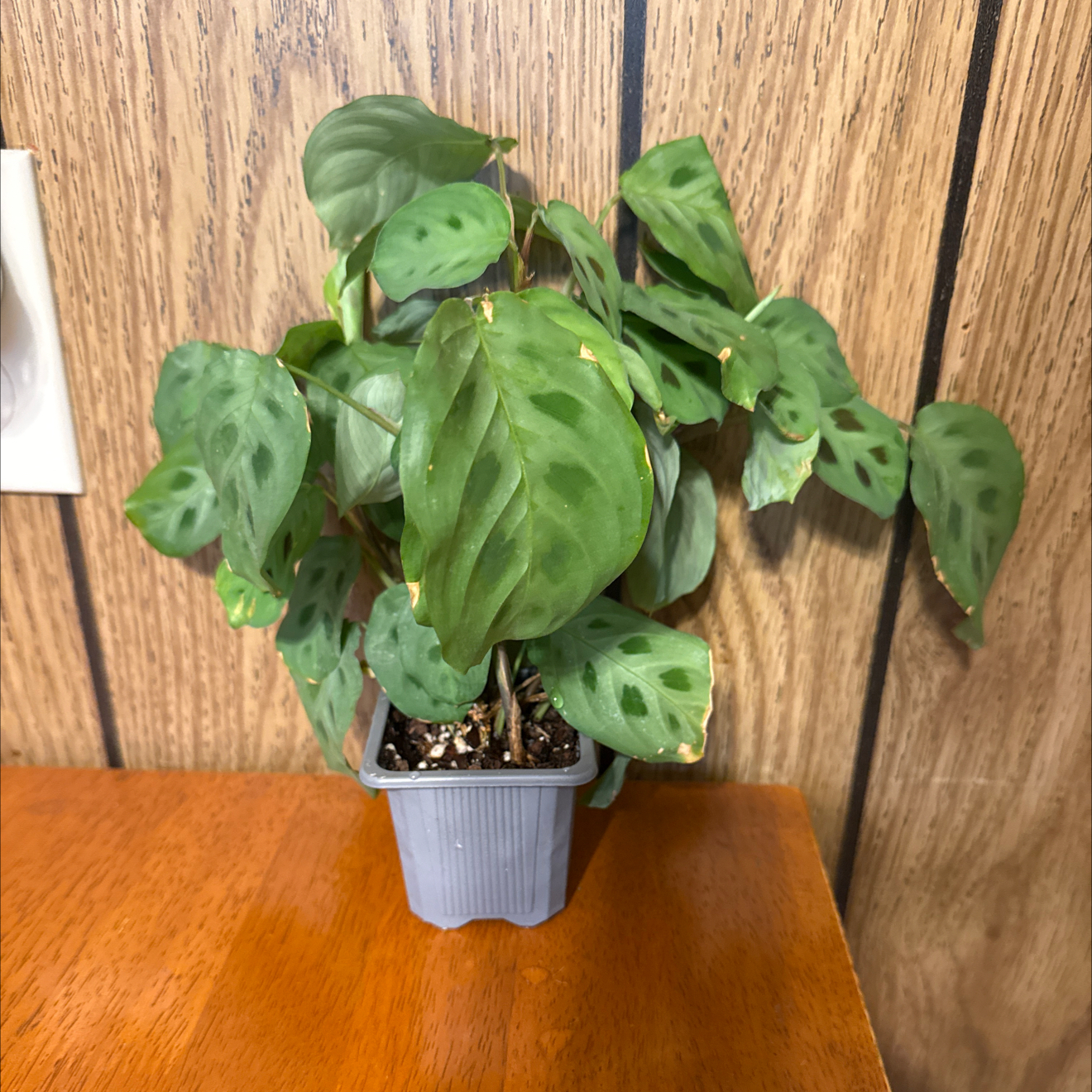 Photo of the plant species Prayer Plant 'Kim' by @GodlyGreenbeans named Bruce Lee on Greg, the plant care app