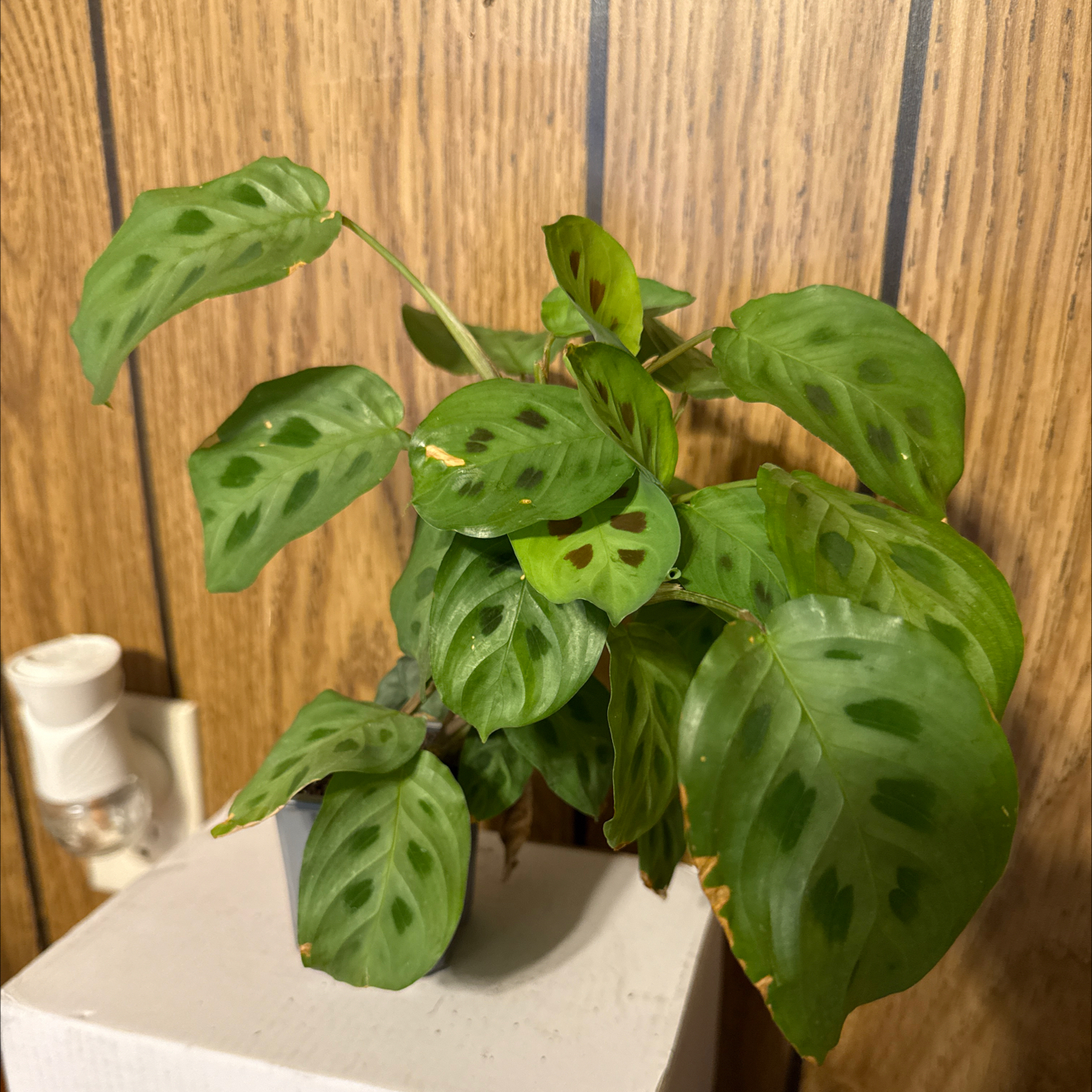 Photo of the plant species Prayer Plant 'Kim' by @GodlyGreenbeans named Bruce Lee on Greg, the plant care app