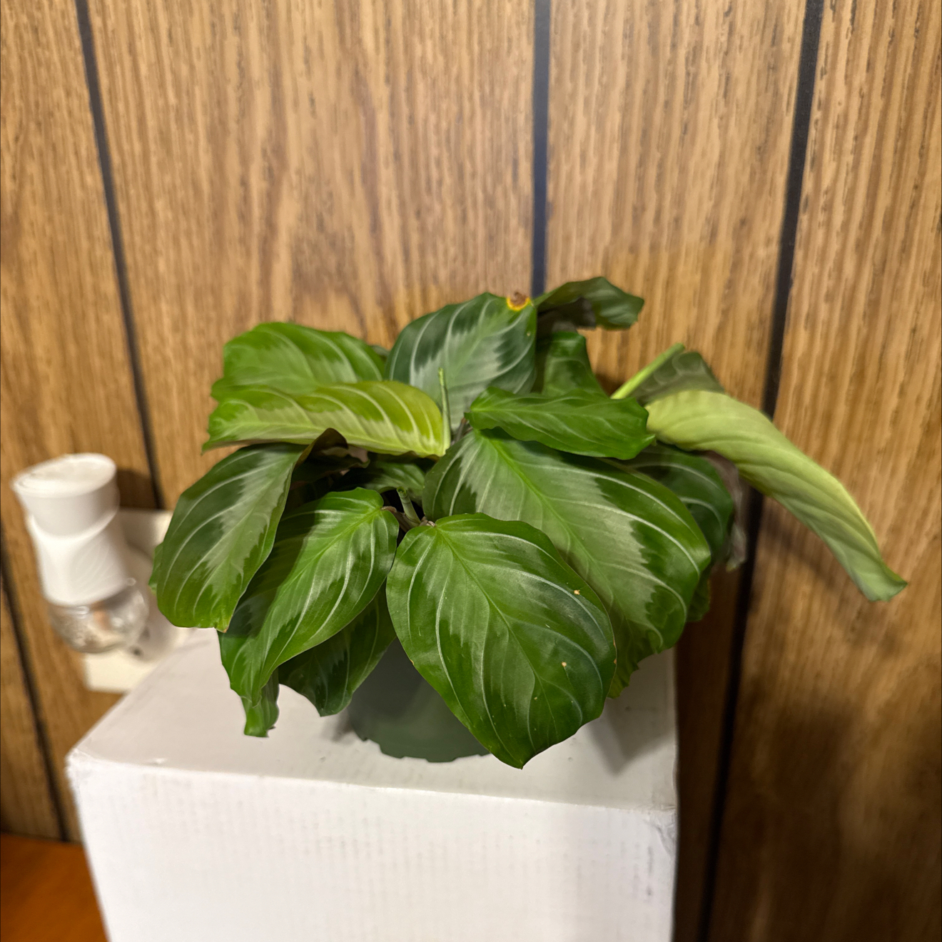 Photo of the plant species Maranta by @GodlyGreenbeans named Nithin on Greg, the plant care app