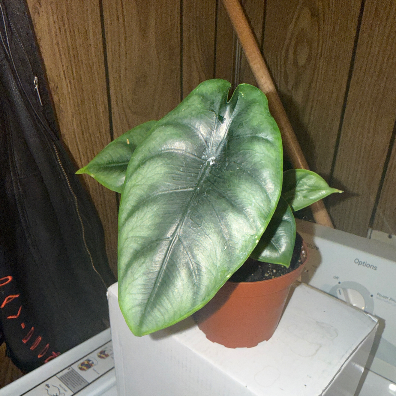 Photo of the plant species Dewey Reversa by @GodlyGreenbeans named Bruce Lee on Greg, the plant care app