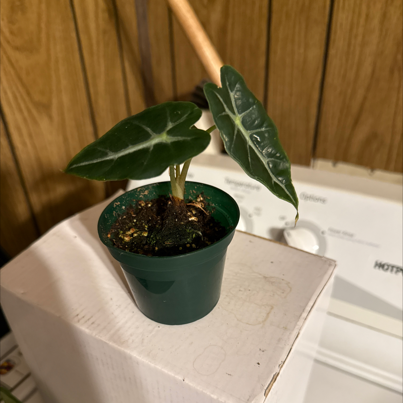 Photo of the plant species Alocasia 'Mandalay' by @GodlyGreenbeans named da Vinci on Greg, the plant care app