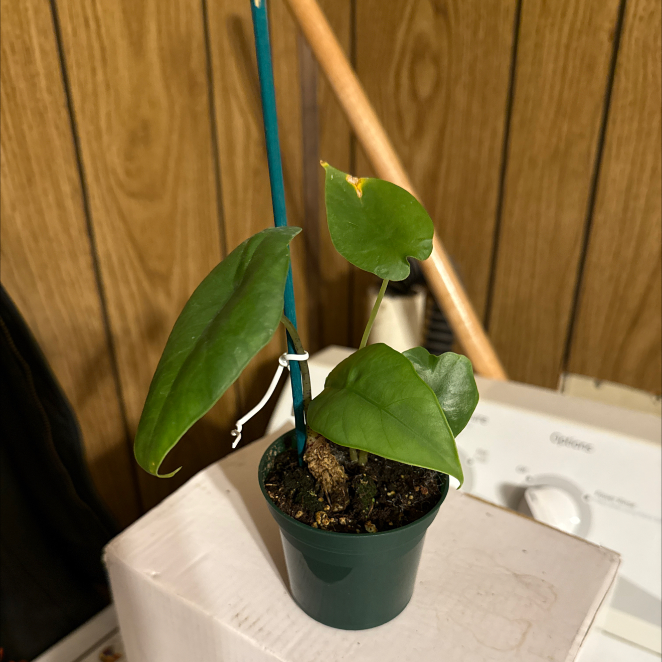Photo of the plant species Alocasia Blue Dragon by @GodlyGreenbeans named Queen on Greg, the plant care app