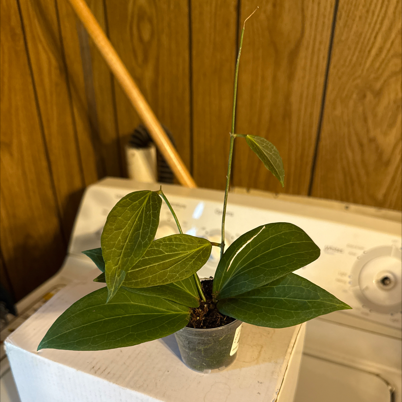 Photo of the plant species Hoya pottsii 'Khao Yai' by @GodlyGreenbeans named Fernie Saunders on Greg, the plant care app