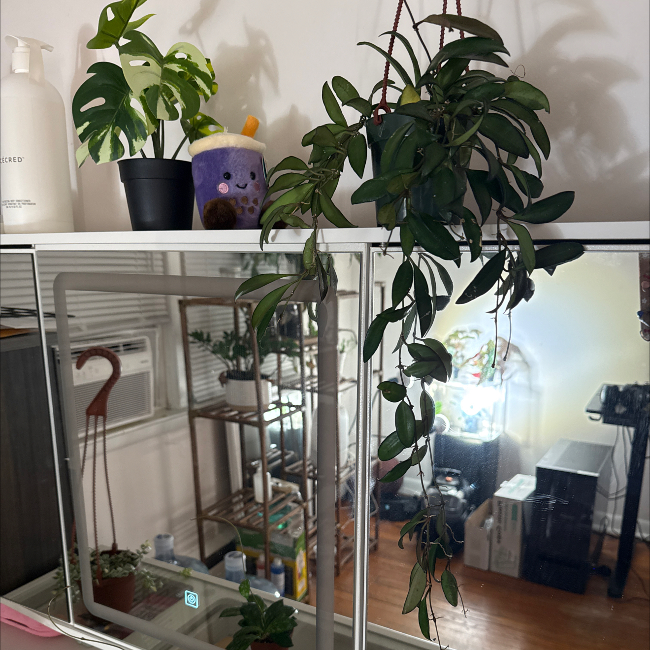 Photo of the plant species Hoya rosita 'Adrift' by @GodlyGreenbeans named Denali on Greg, the plant care app