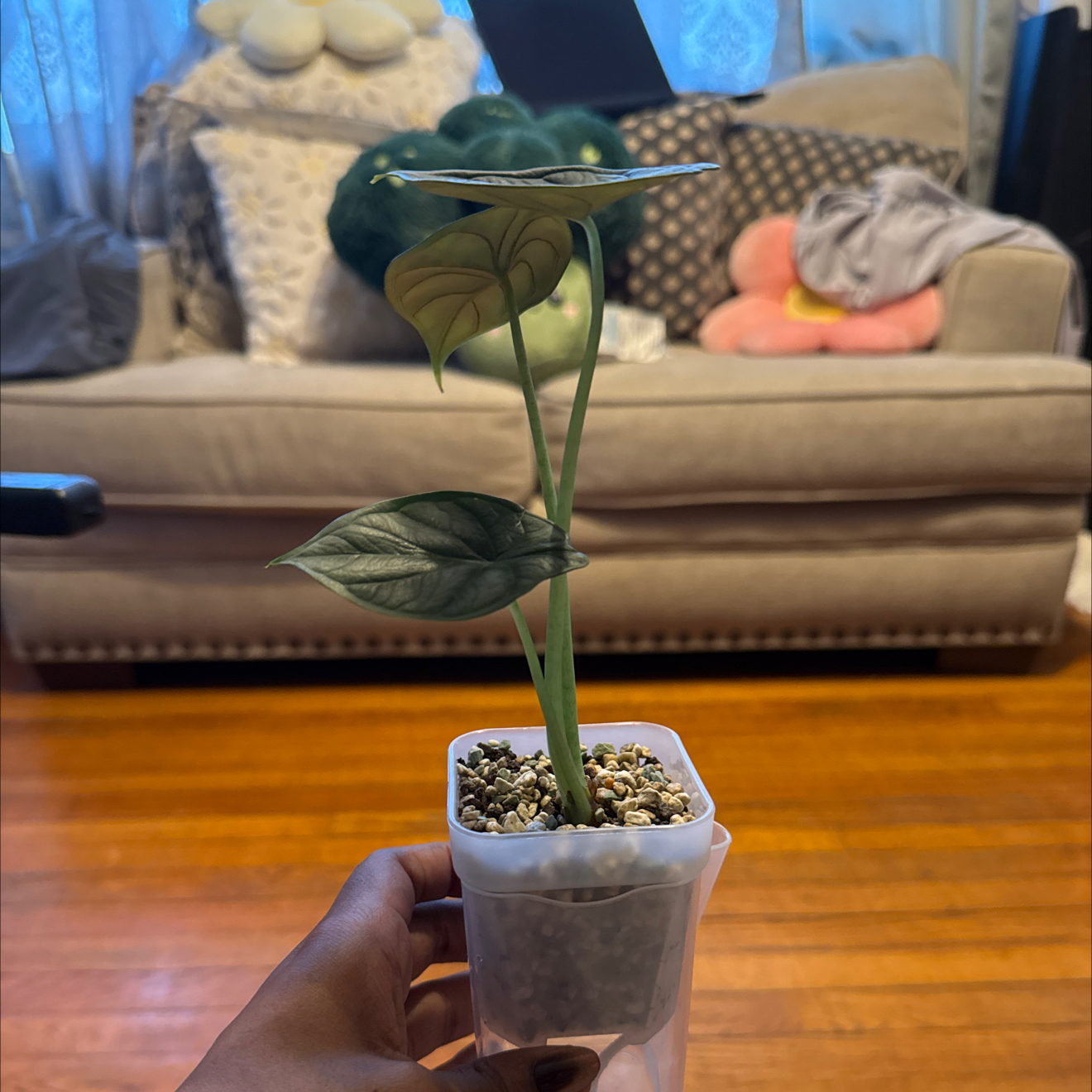 Photo of the plant species Alocasia Aegis by @GodlyGreenbeans named Girlfrond on Greg, the plant care app