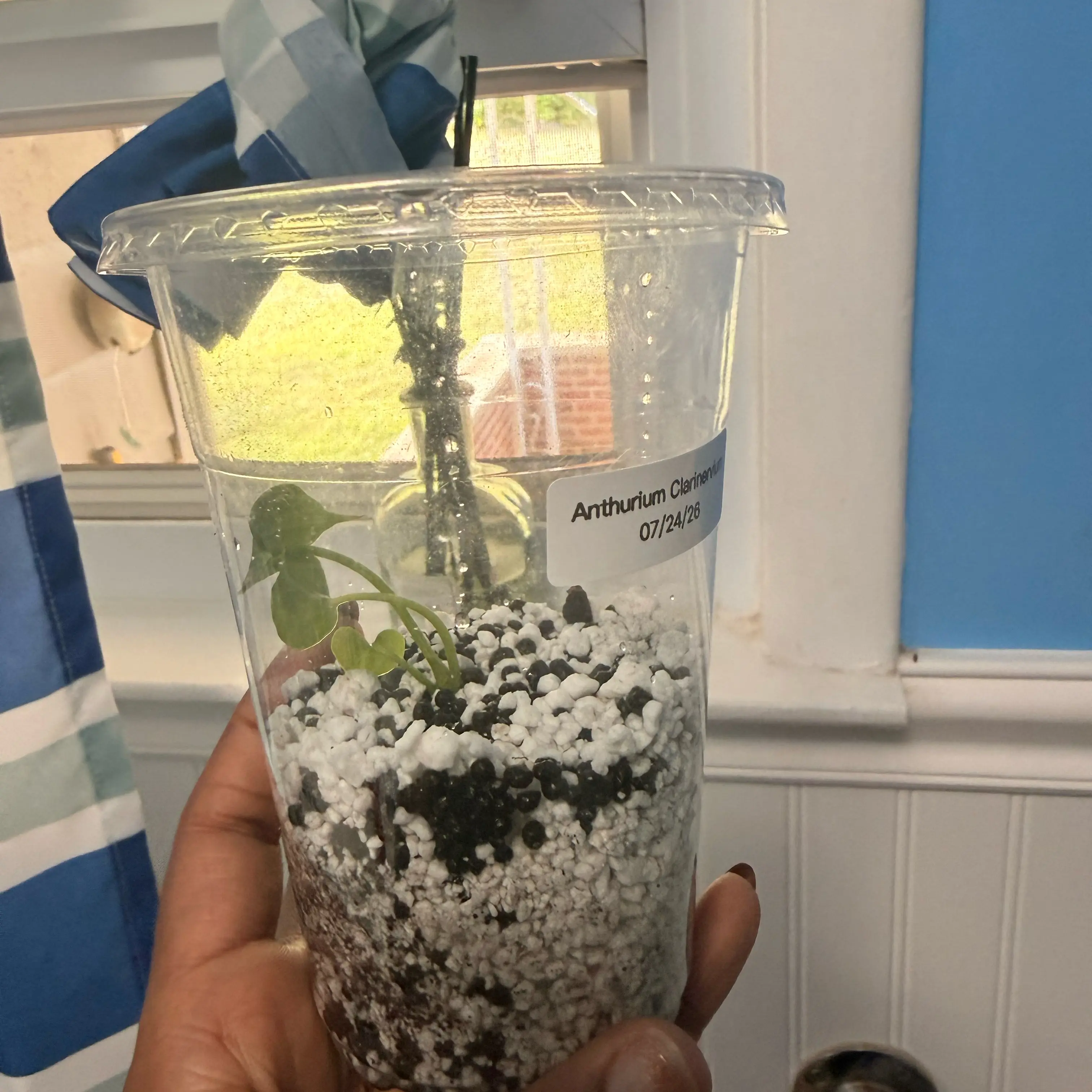 Photo of the plant species Antúrio Clarinevium by @GodlyGreenbeans named Athena on Greg, the plant care app