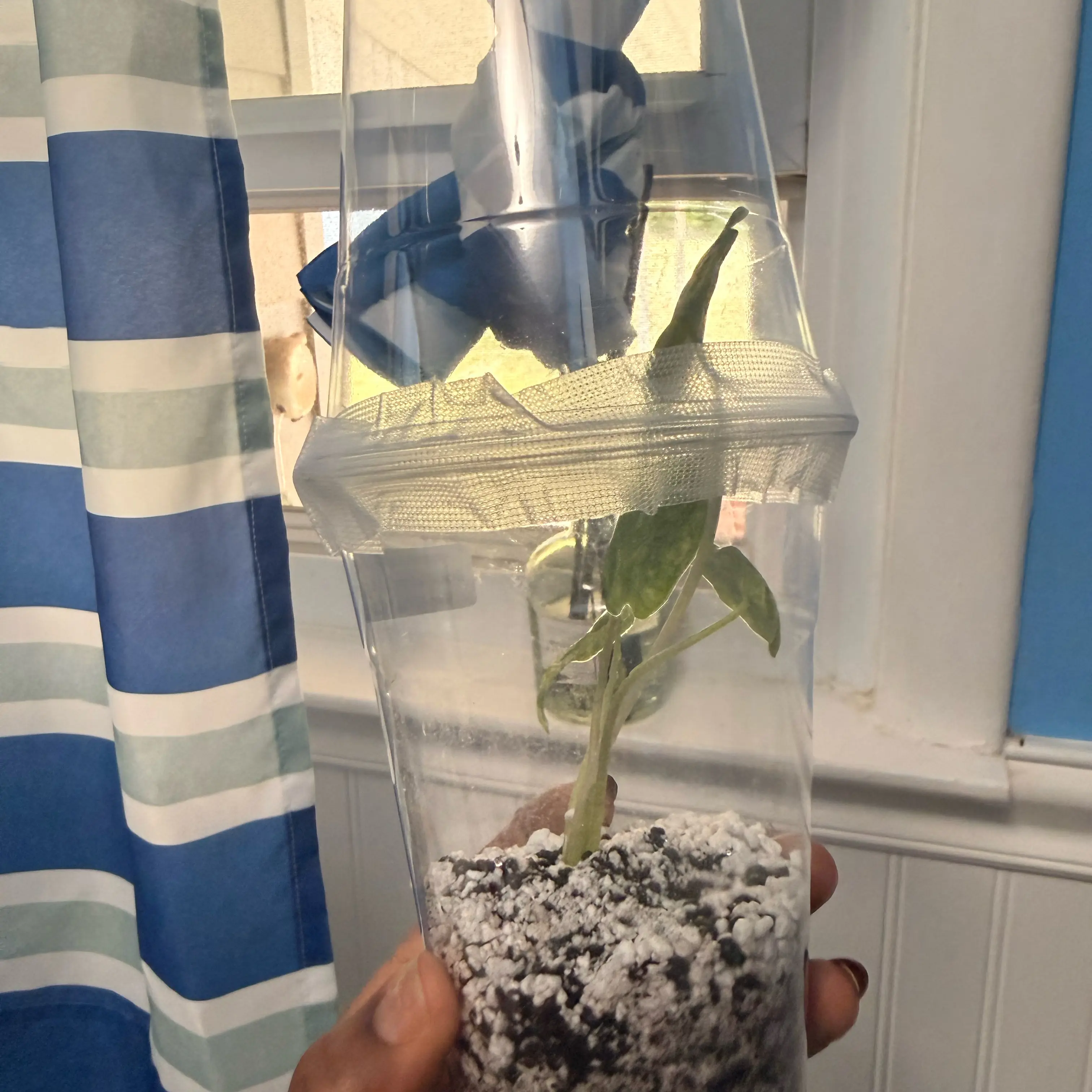 Photo of the plant species Alocasia Longiloba 'Aurea' by @GodlyGreenbeans named Aria on Greg, the plant care app