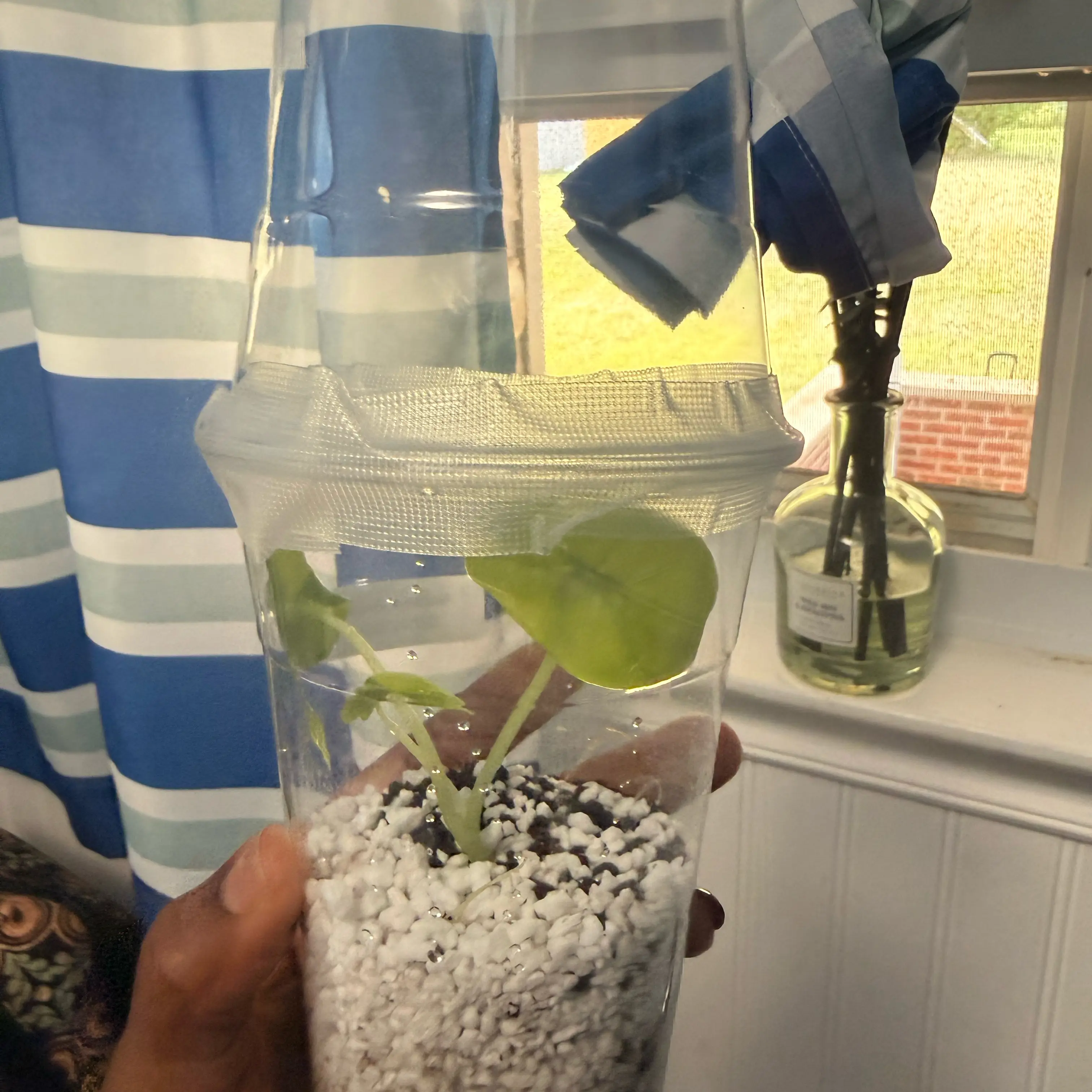 Photo of the plant species Alocasia Venusta by @GodlyGreenbeans named Morgan Treeman on Greg, the plant care app