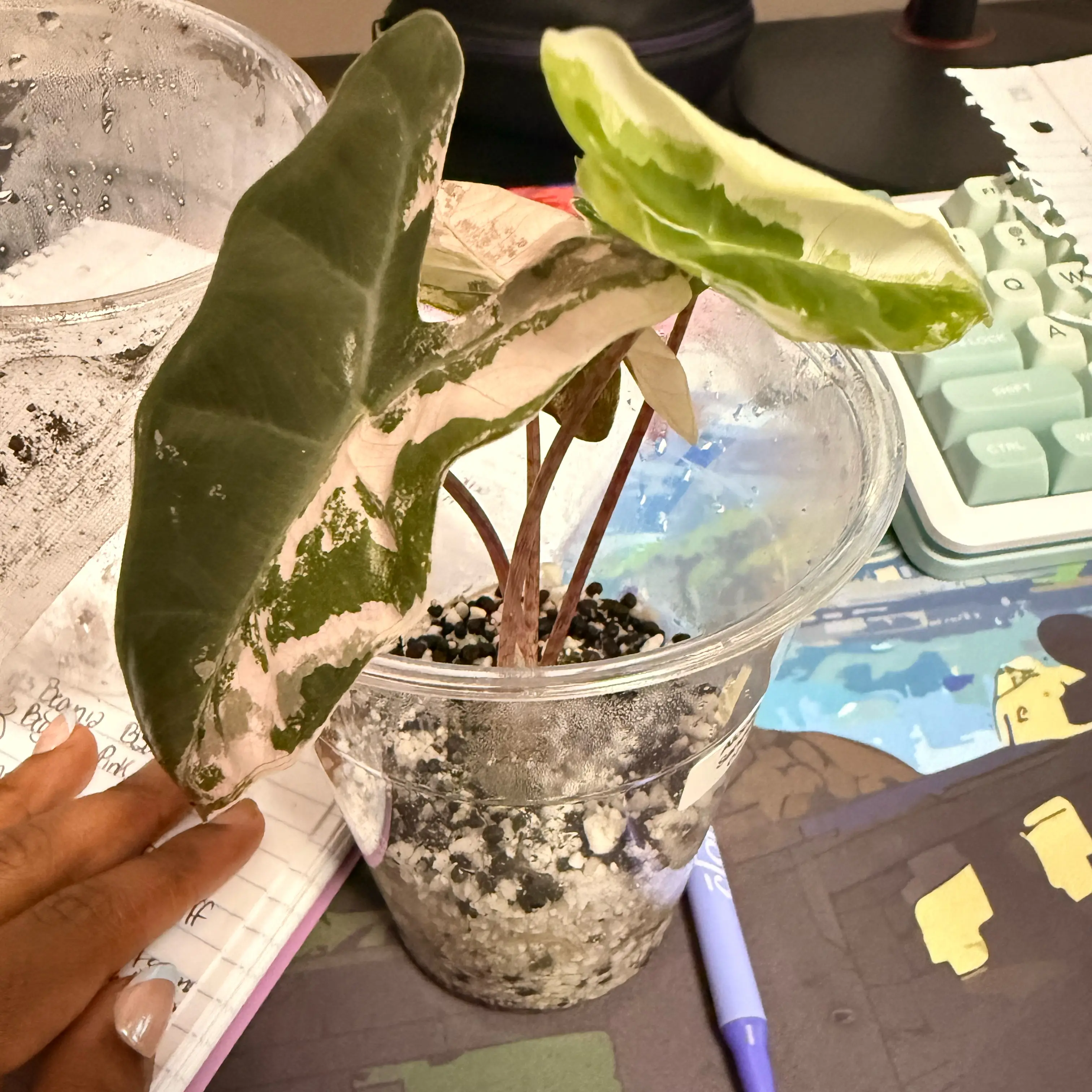 Photo of the plant species Alocasia Pink by @GodlyGreenbeans named Eva on Greg, the plant care app