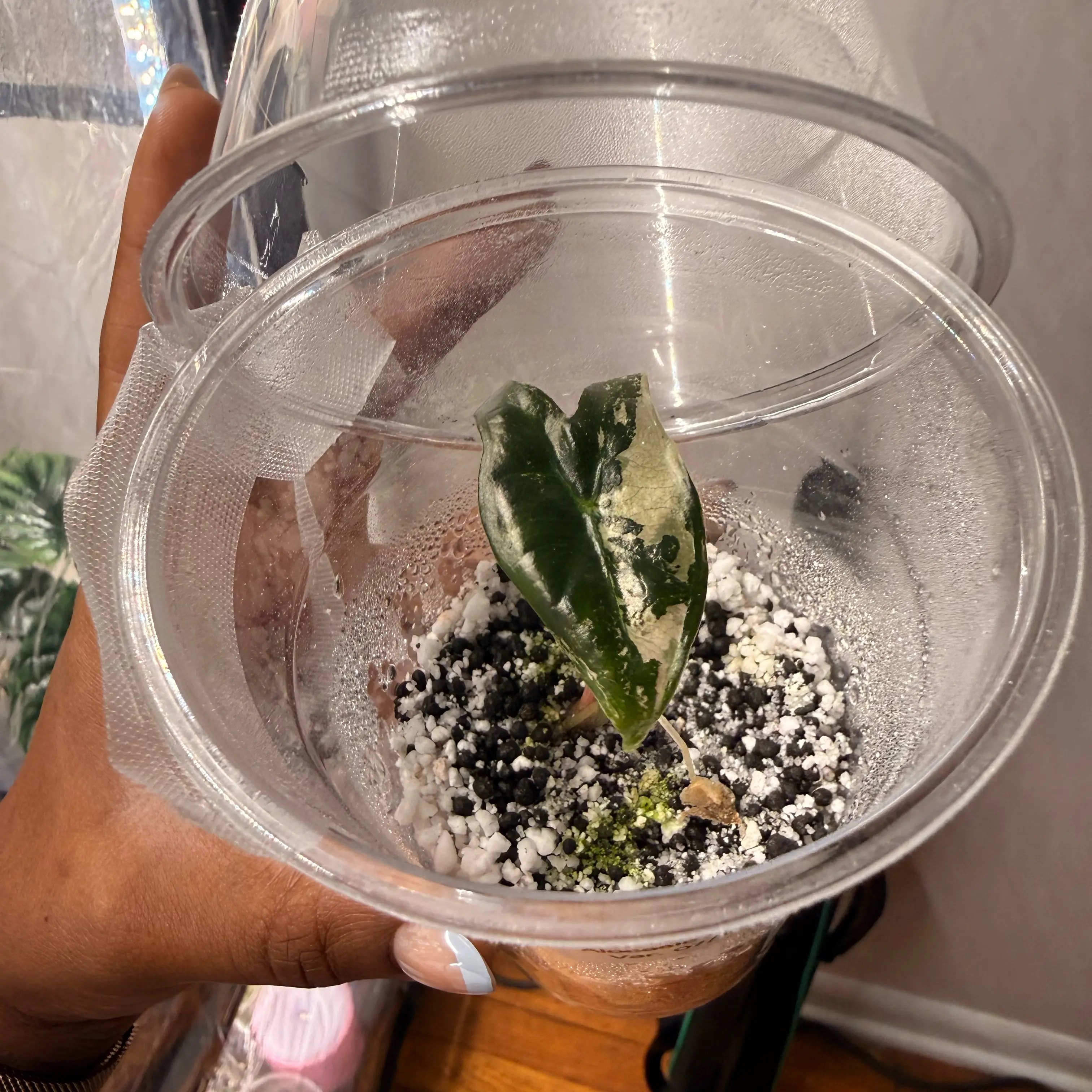 Photo of the plant species Alocasia Nobilis Pink by @GodlyGreenbeans named Sahara on Greg, the plant care app