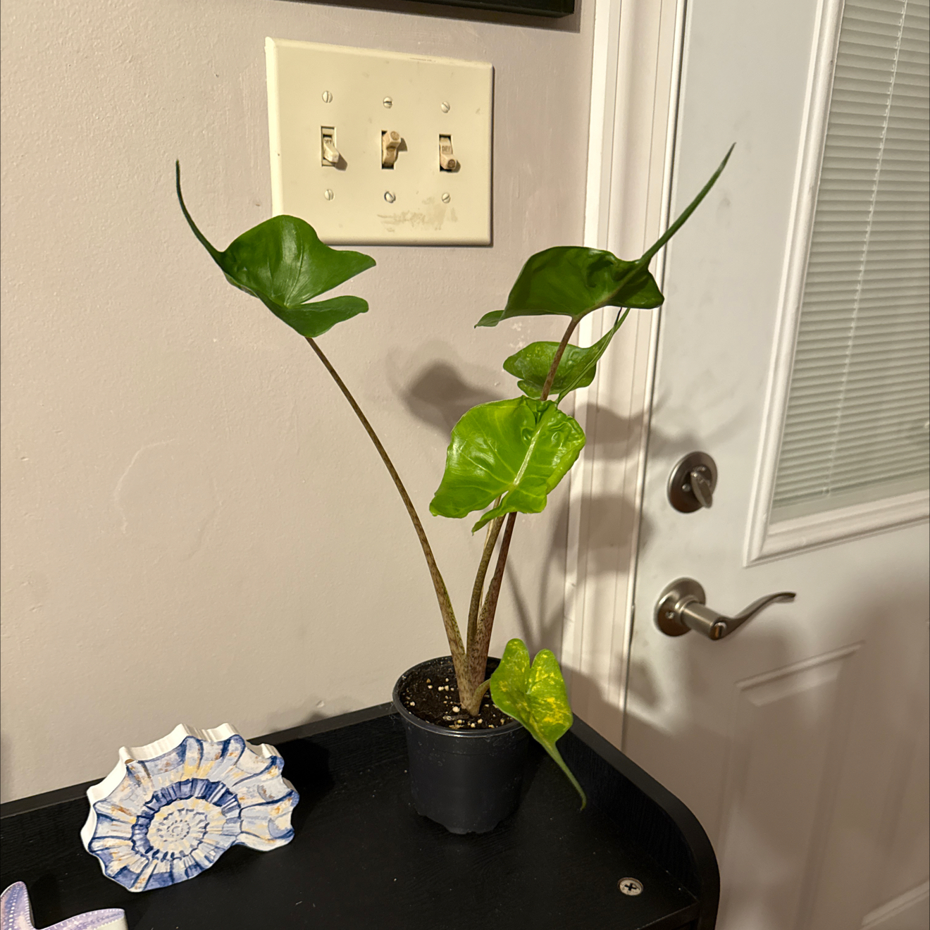 Photo of the plant species Sting Ray by @GodlyGreenbeans named Rainier on Greg, the plant care app