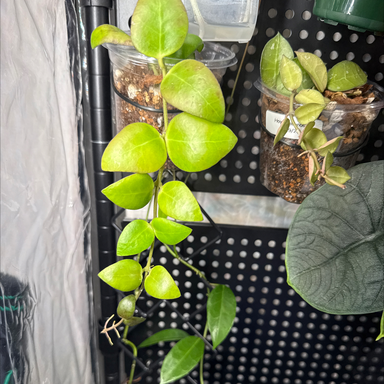 Photo of the plant species Hoya myrmecopa by @GodlyGreenbeans named Earth on Greg, the plant care app