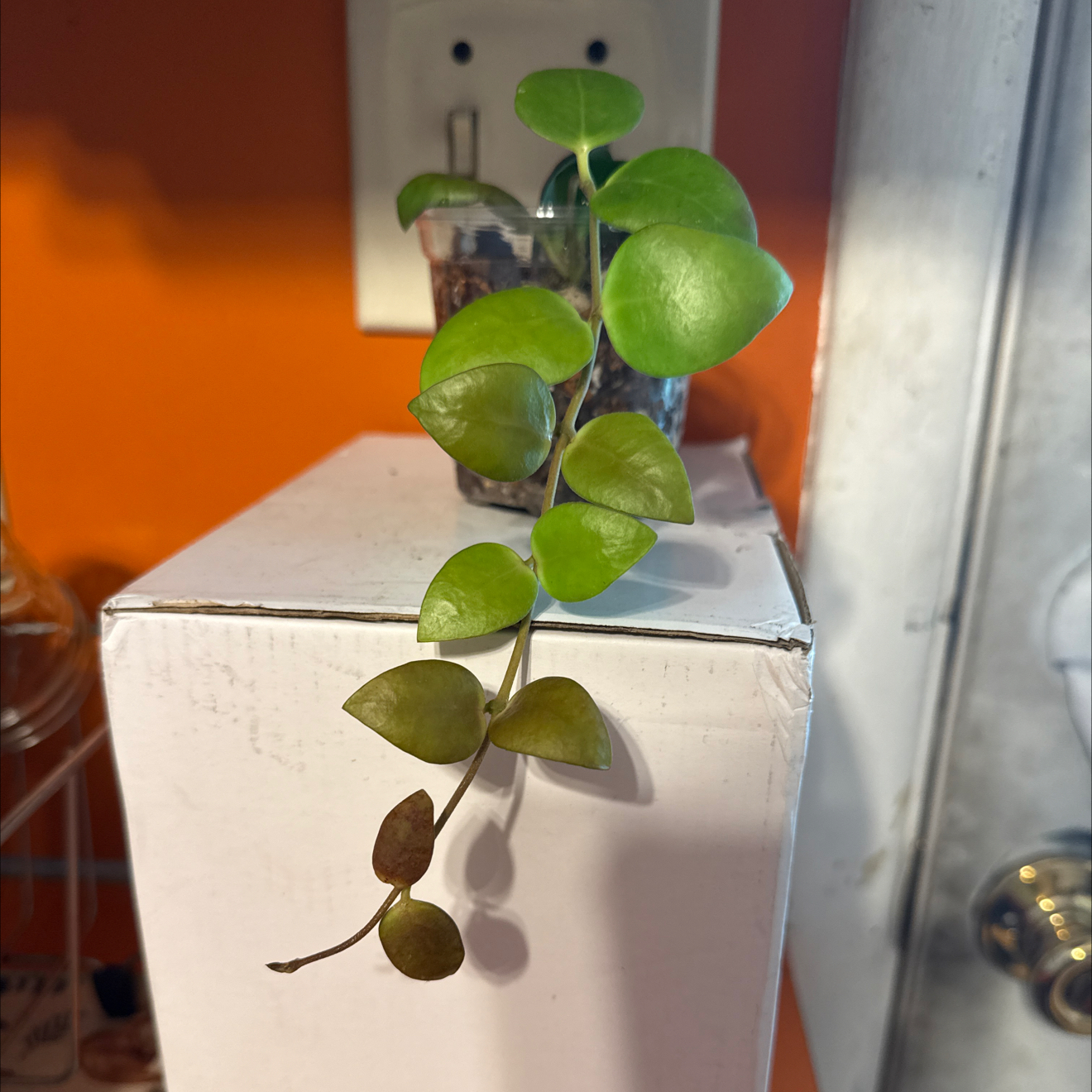 Photo of the plant species Hoya myrmecopa by @GodlyGreenbeans named Earth on Greg, the plant care app