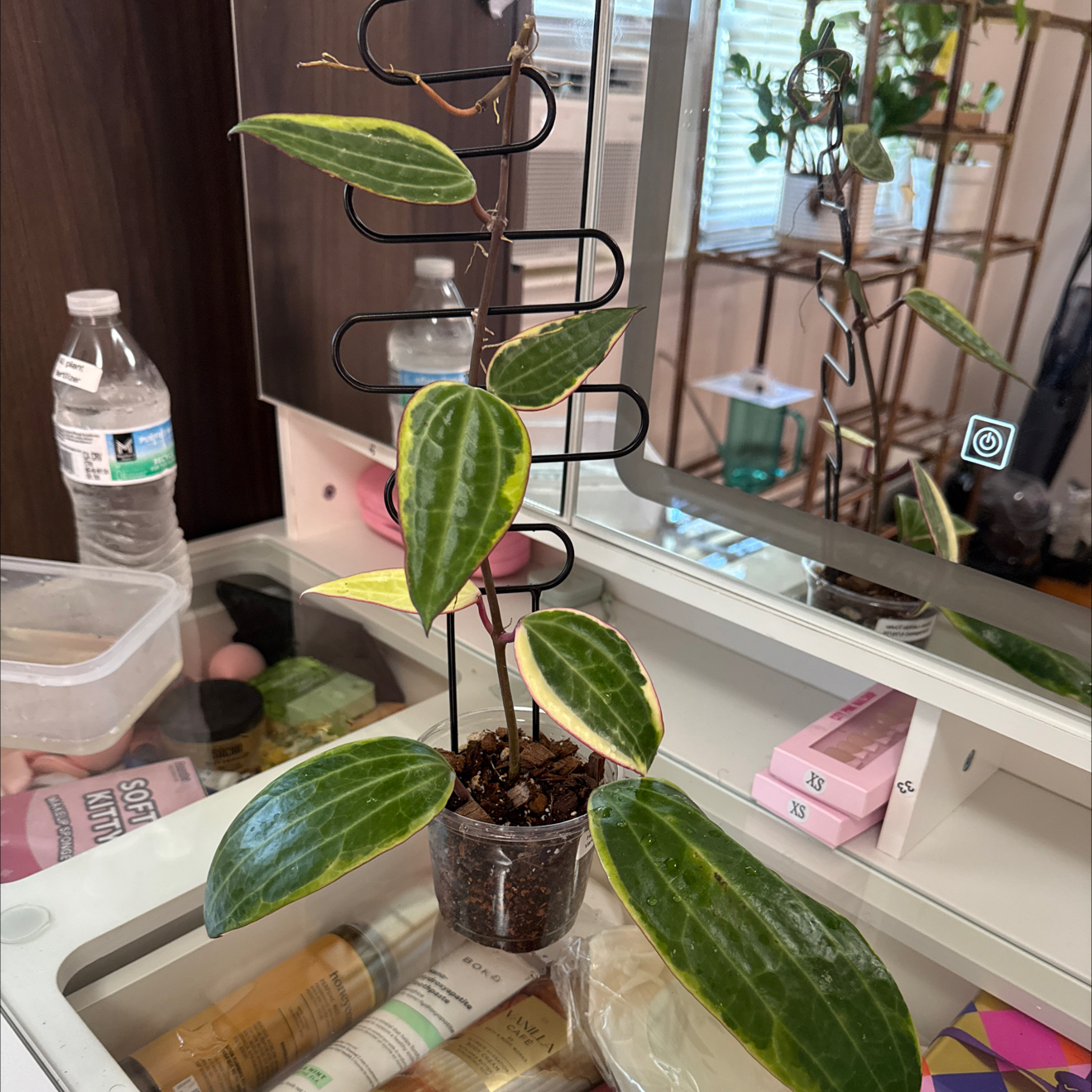 Photo of the plant species Hoya Latifolia by @GodlyGreenbeans named Coconut on Greg, the plant care app
