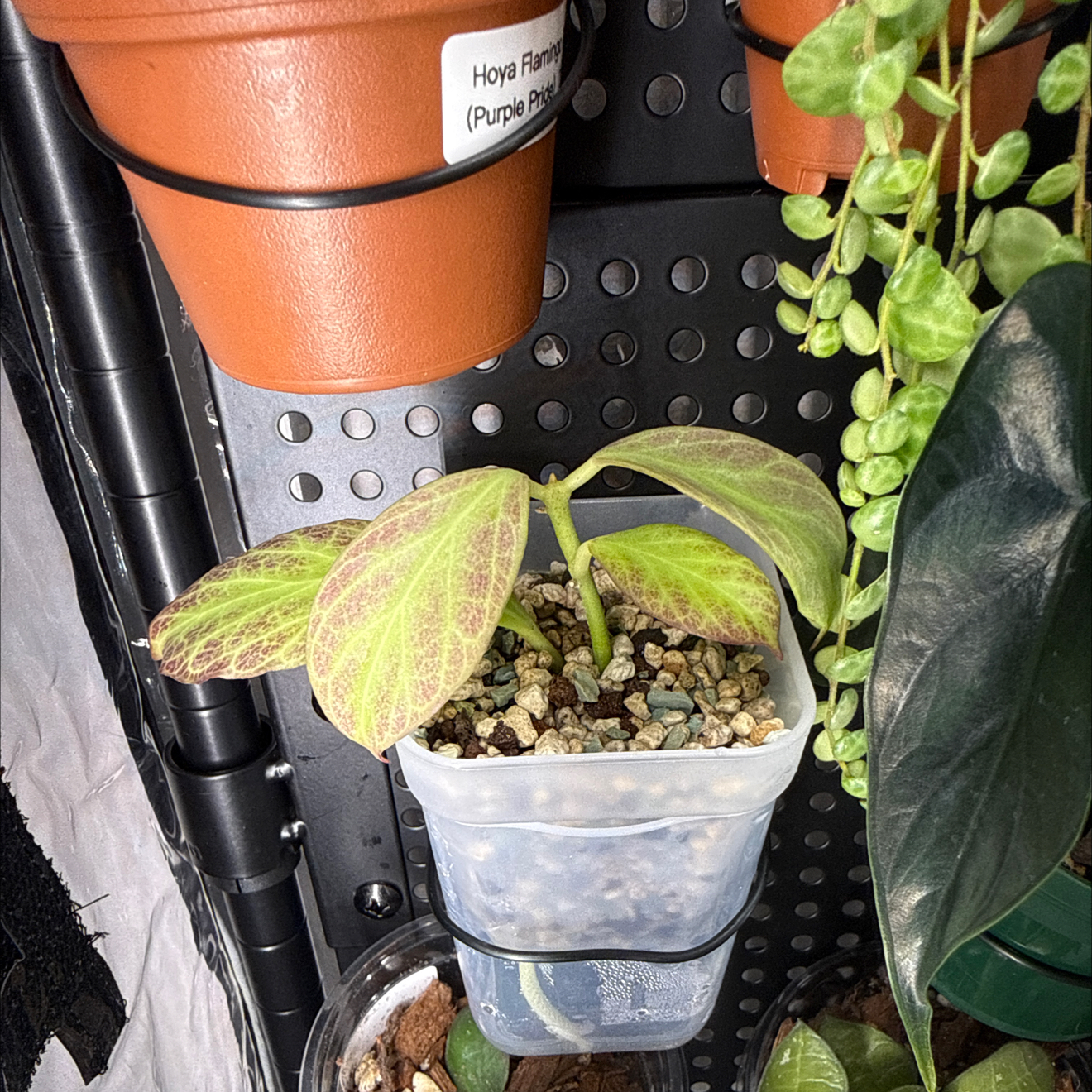Photo of the plant species Hoya obscura by @GodlyGreenbeans named Miley on Greg, the plant care app