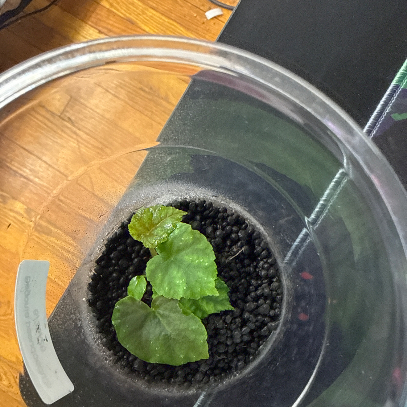 Photo of the plant species Begonia pseudoedulis by @GodlyGreenbeans named Fernie Saunders on Greg, the plant care app
