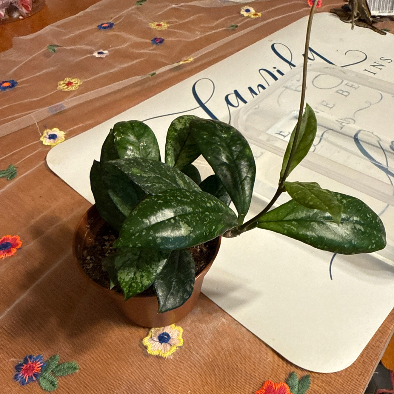 Photo of the plant species Hoya Crassipetiolata Splash by @GodlyGreenbeans named Kardashian on Greg, the plant care app