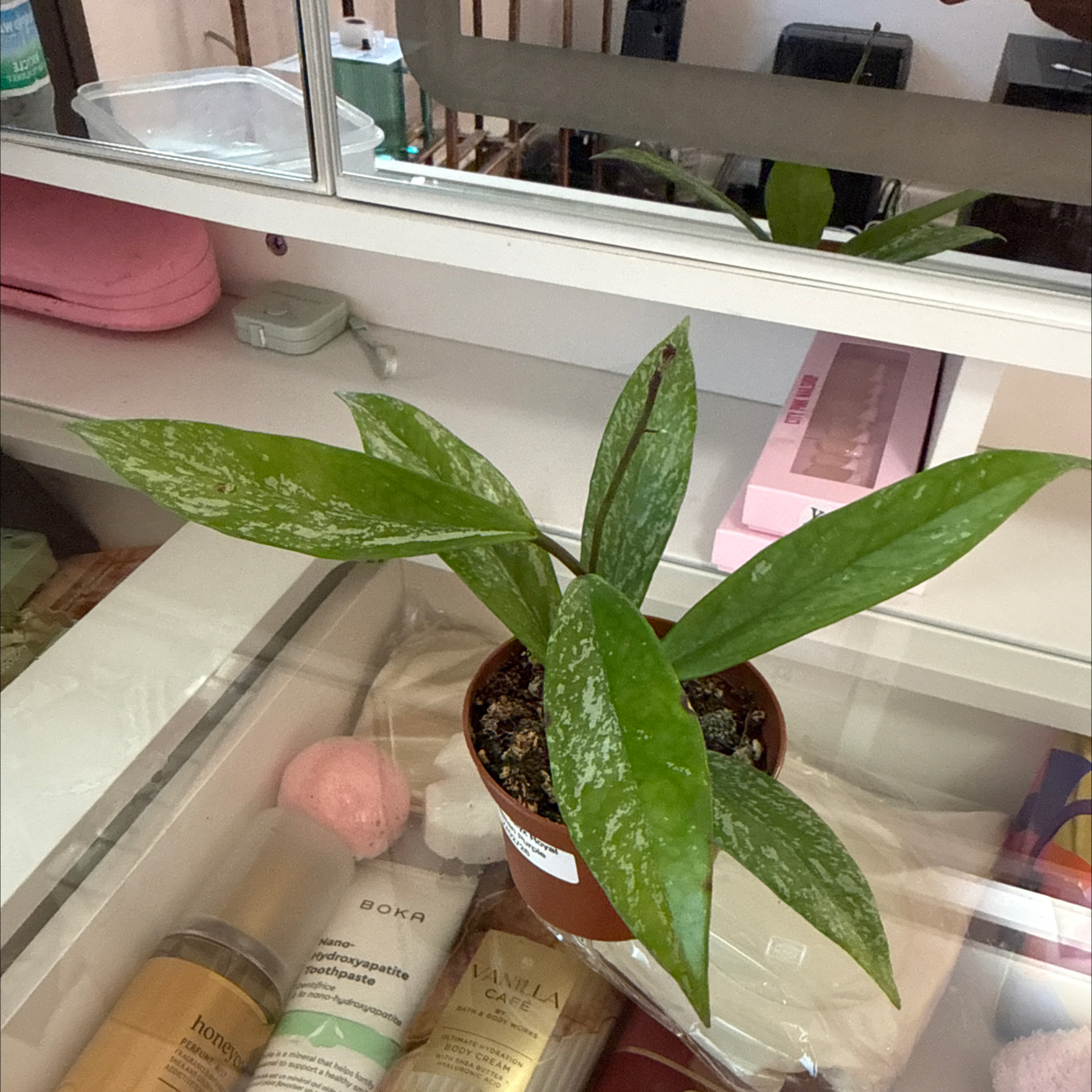 Photo of the plant species Hoya publicalyx 'Royal Hawaiian Purple' by @GodlyGreenbeans named Planty on Greg, the plant care app
