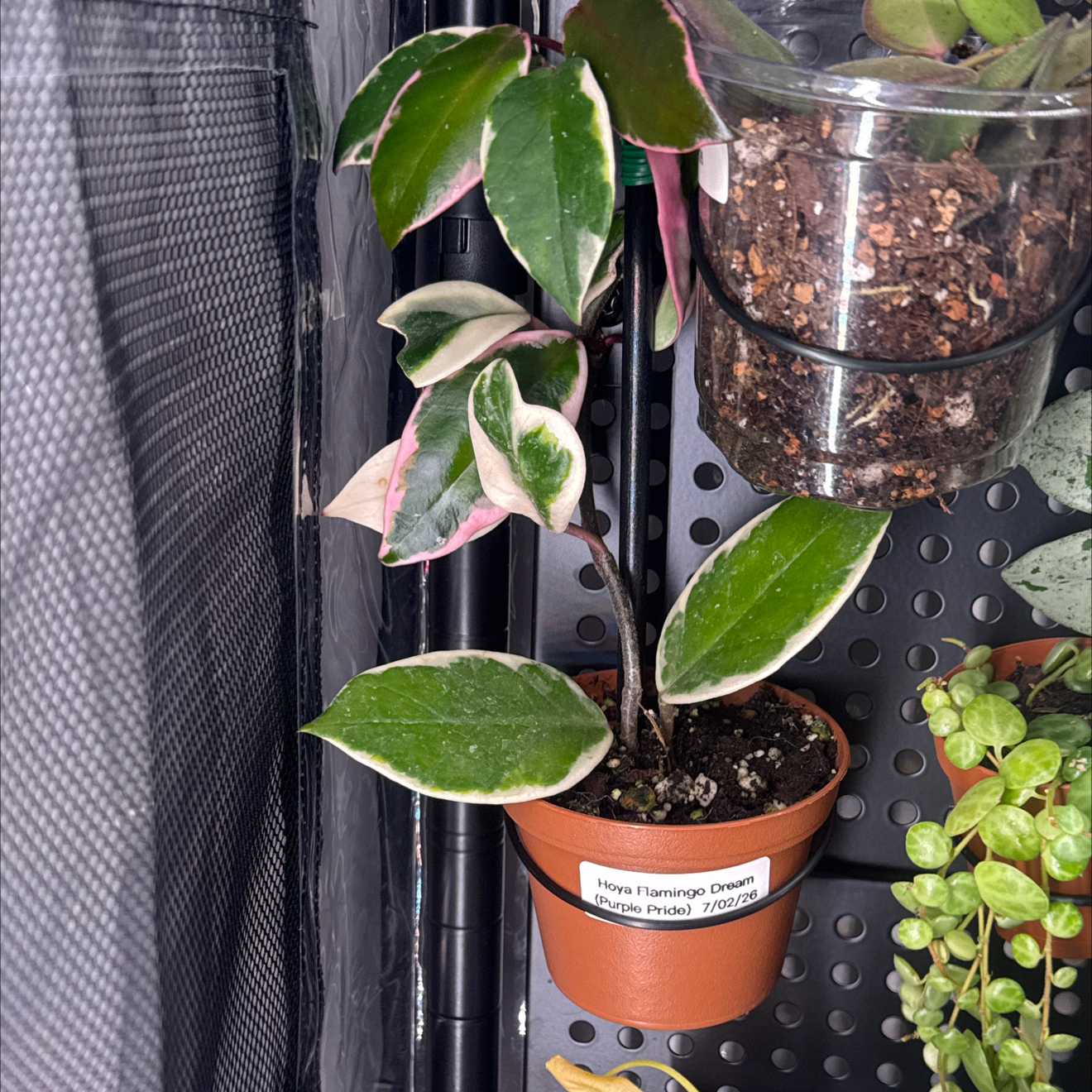 Photo of the plant species Hoya 'Purple Pride' by @GodlyGreenbeans named Elina on Greg, the plant care app