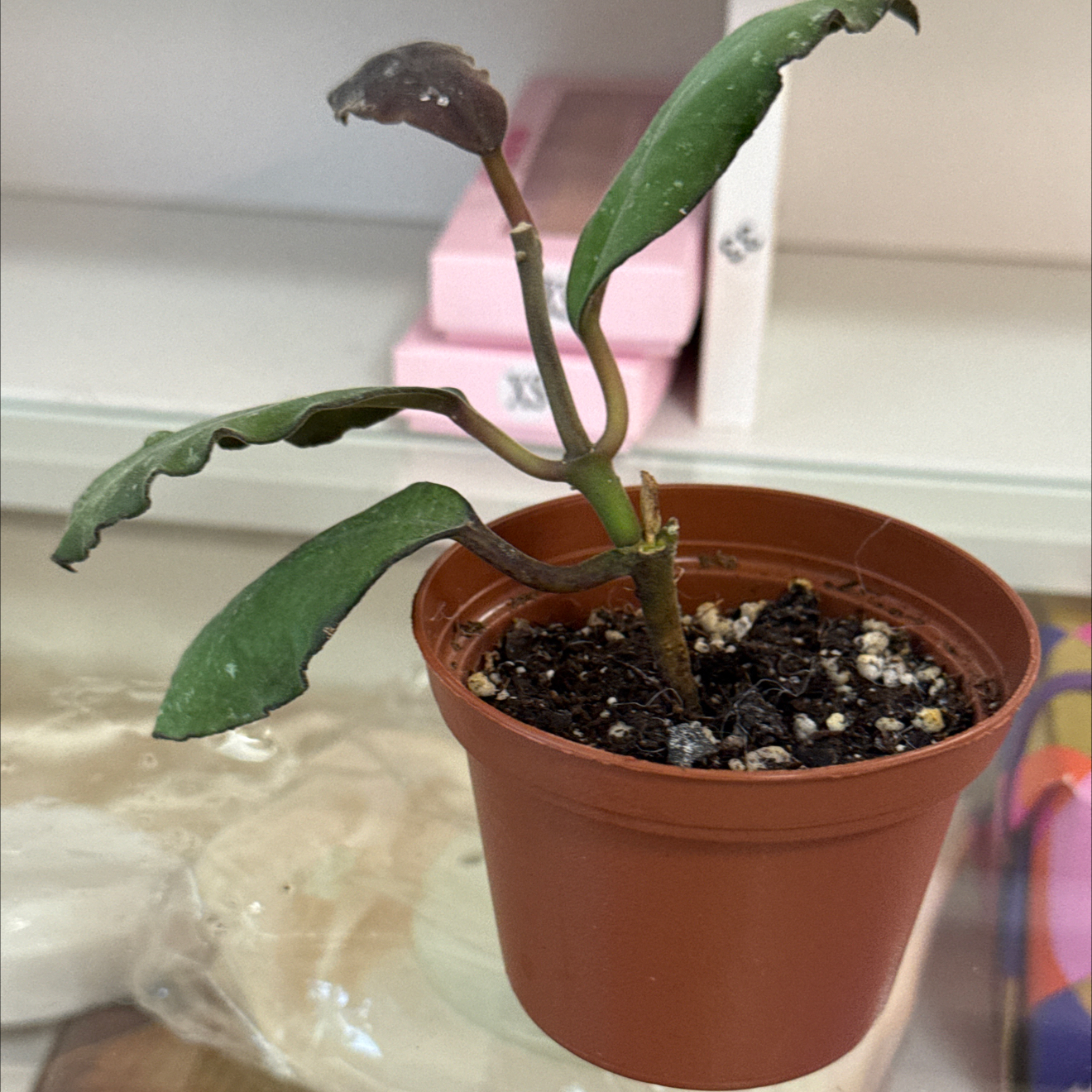 Photo of the plant species Hoya Waymaniae by @GodlyGreenbeans named IML 1756 on Greg, the plant care app