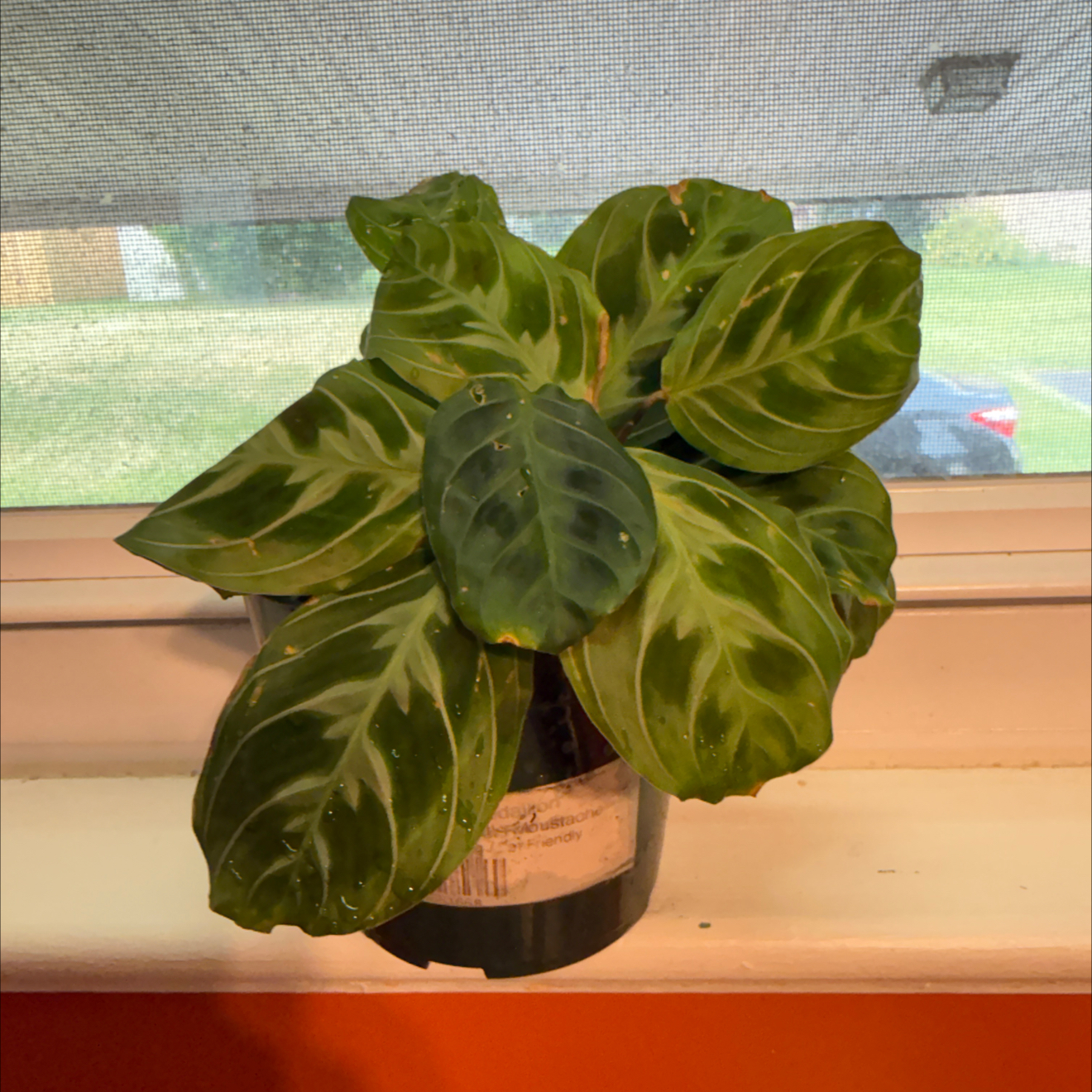 Photo of the plant species Black Prayer Plant by @GodlyGreenbeans named Rainier on Greg, the plant care app