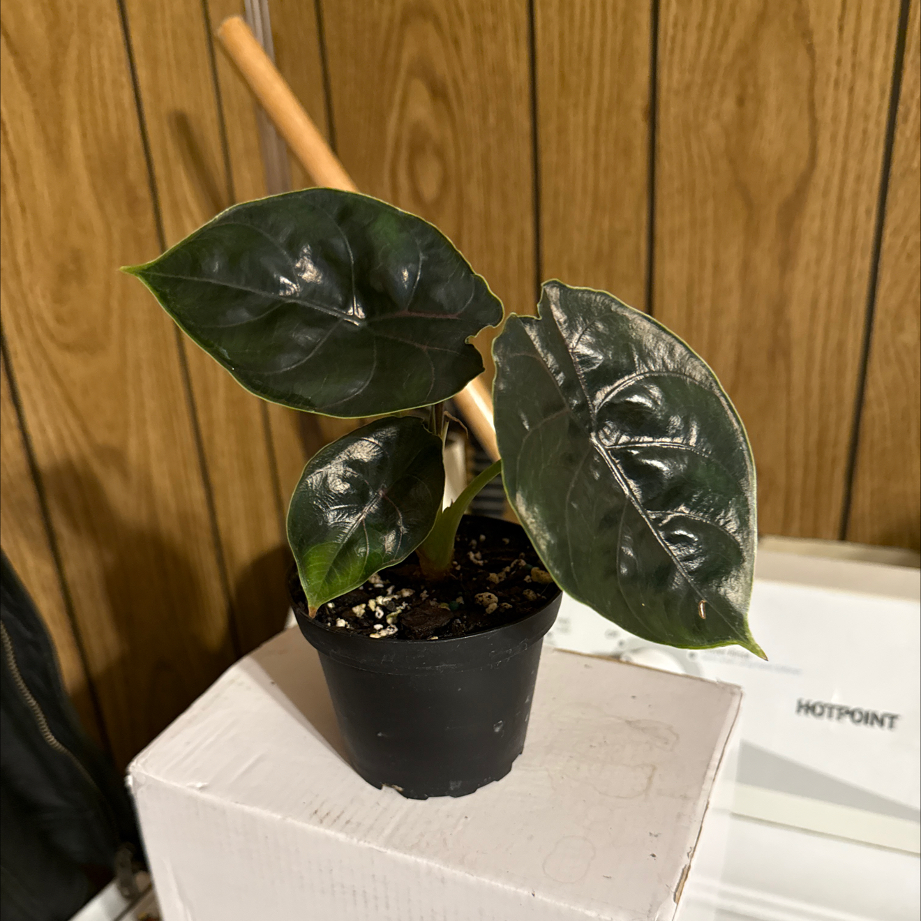 Photo of the plant species Alocasia Azlanii by @GodlyGreenbeans named ChloroPhil on Greg, the plant care app