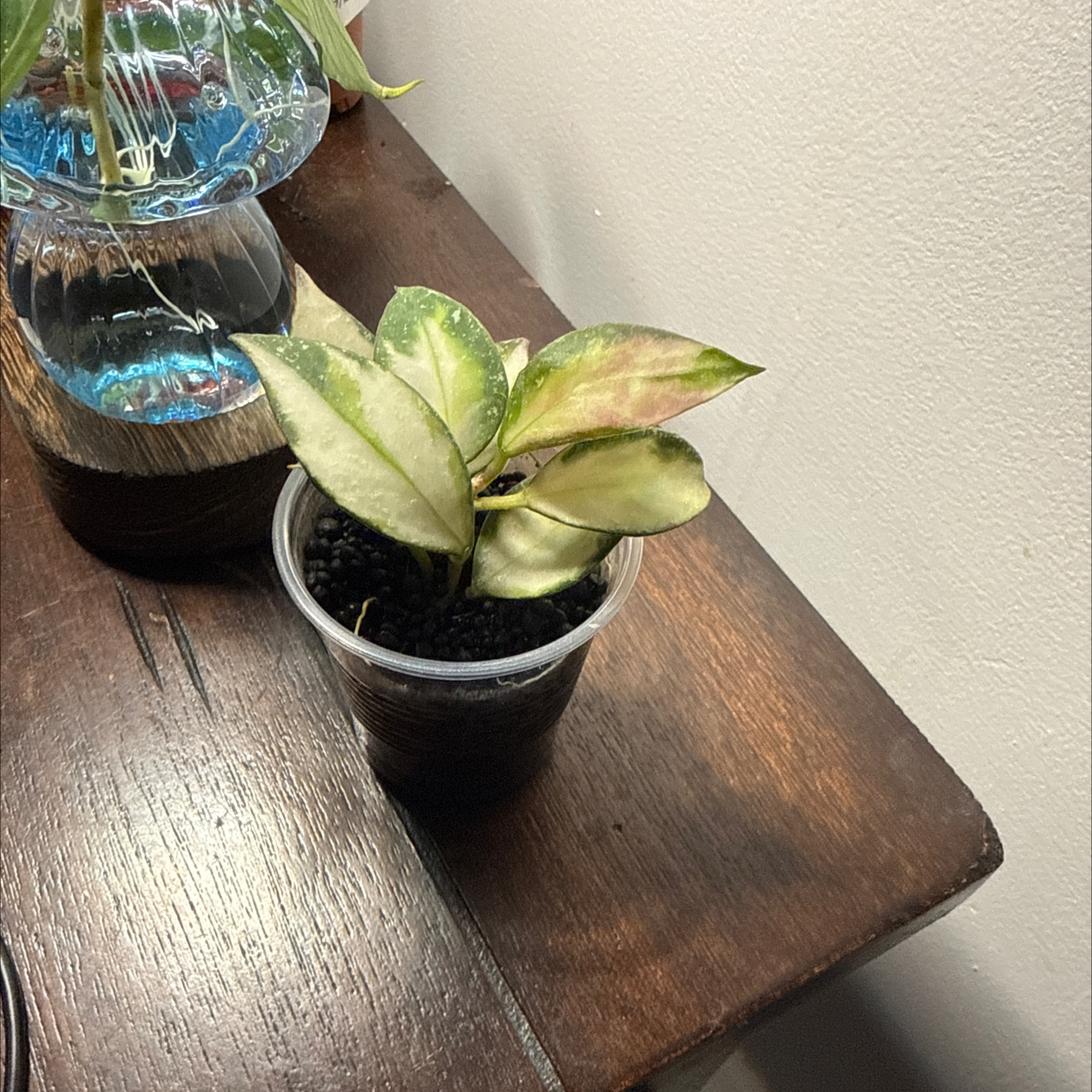 Photo of the plant species Hoya Nabawanensis Variegated by @GodlyGreenbeans named Zeus on Greg, the plant care app