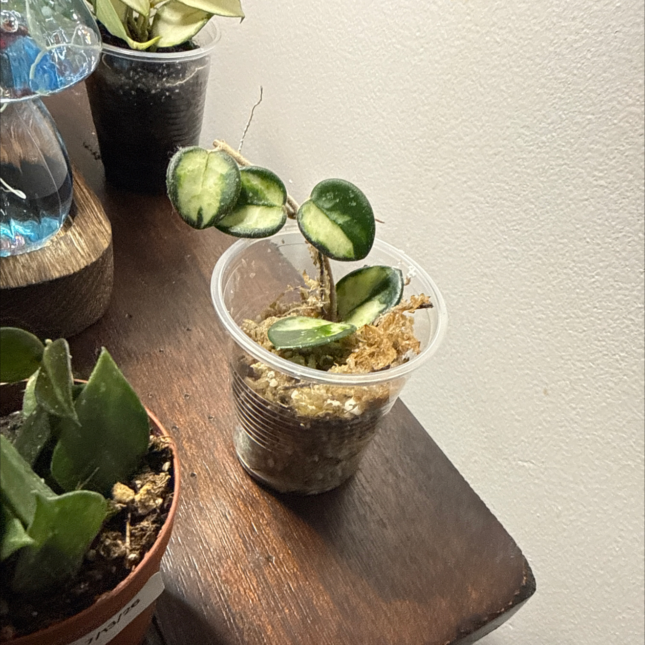 Photo of the plant species Hoya 'Mathilde Splash' by @GodlyGreenbeans named Huckleberry Fern on Greg, the plant care app