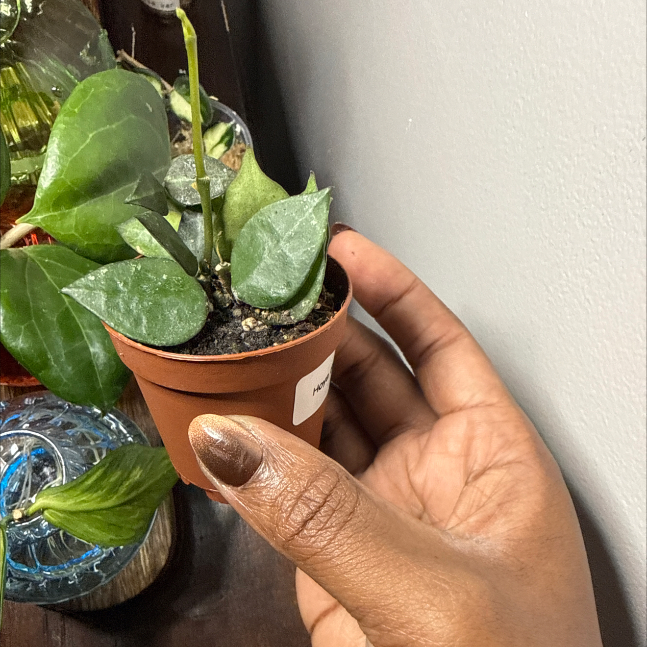 Photo of the plant species Hoya parasitica 'Black Margin' by @GodlyGreenbeans named Sanders on Greg, the plant care app