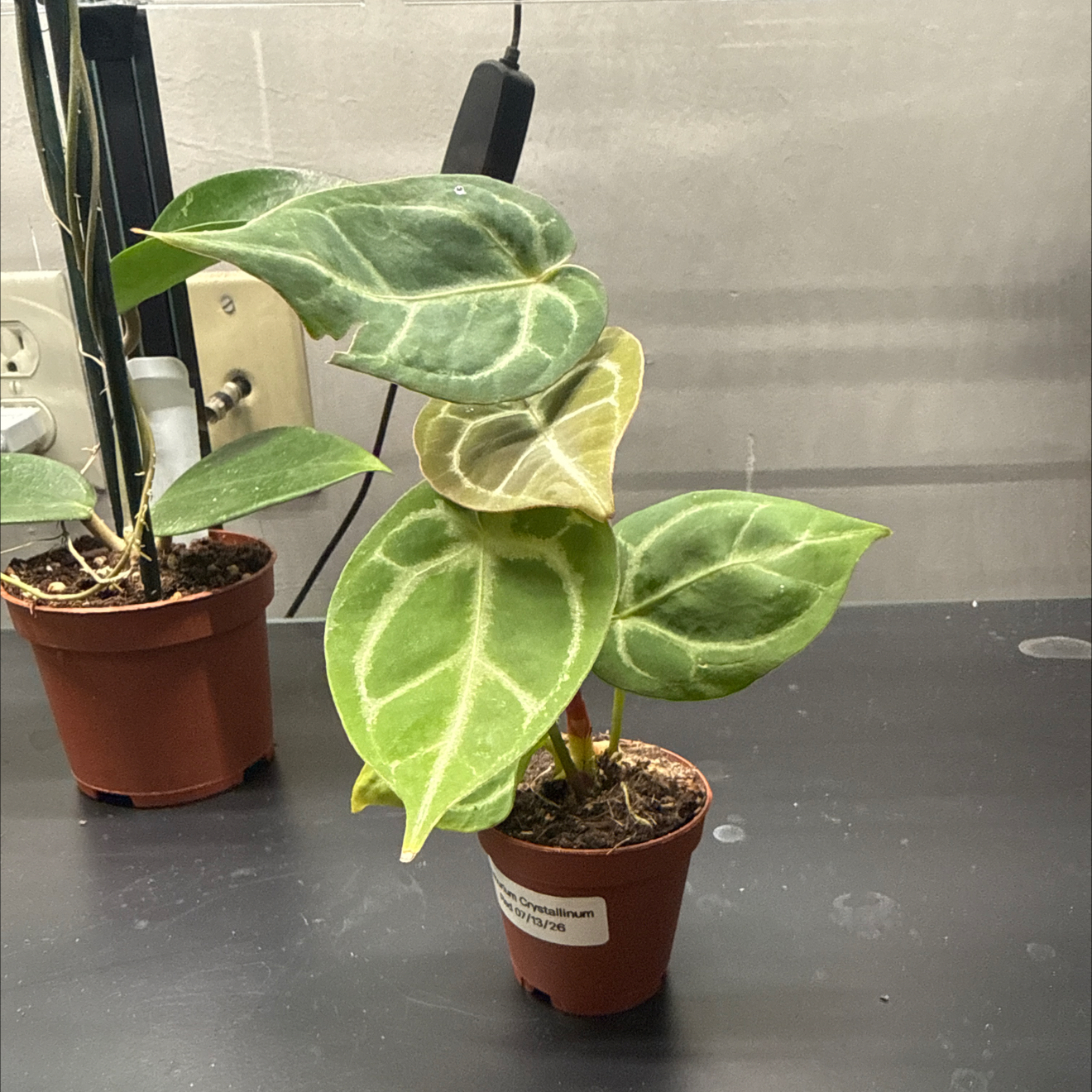 Photo of the plant species Anthurium Crystallinum 'Red' by @GodlyGreenbeans named Kardashian on Greg, the plant care app