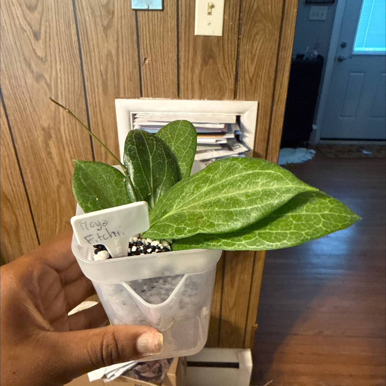 Photo of the plant species Hoya fitchii by @GodlyGreenbeans named Orlando Bloom on Greg, the plant care app
