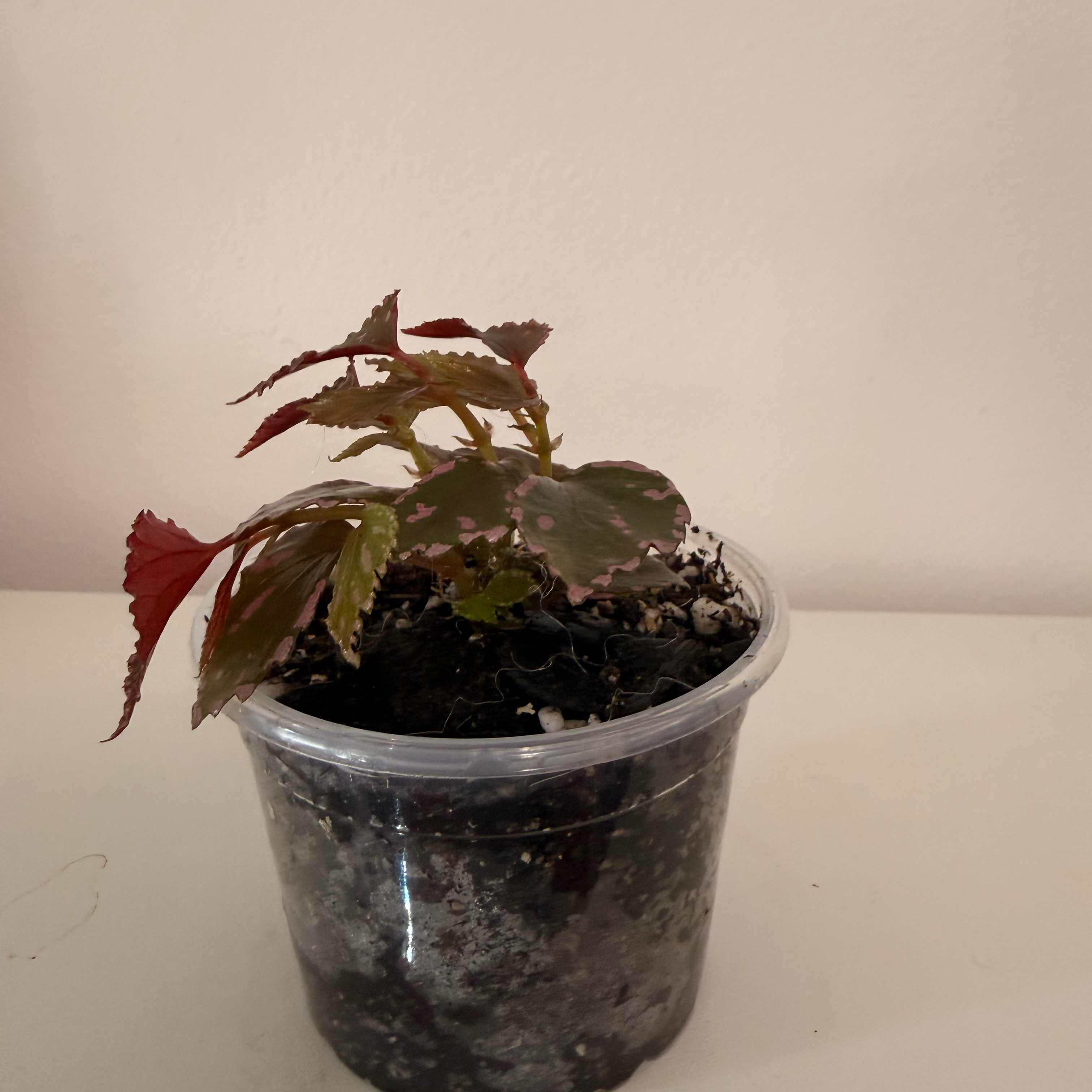 Photo of the plant species Begonia juliasangii by @GodlyGreenbeans named Kesha on Greg, the plant care app