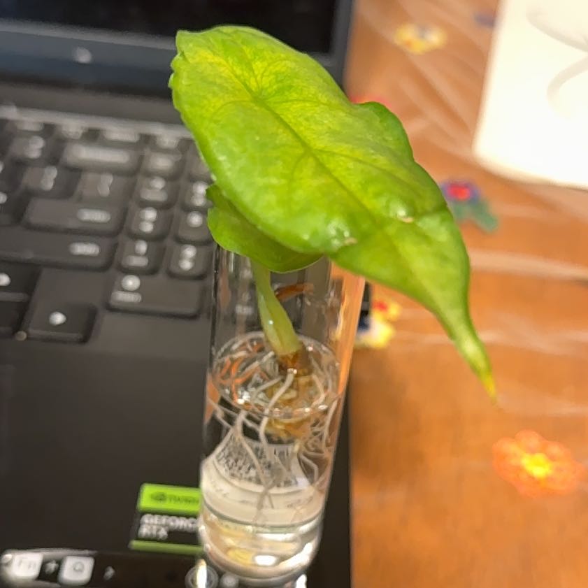 Photo of the plant species Alocasia dragons breath by @GodlyGreenbeans named Remington on Greg, the plant care app