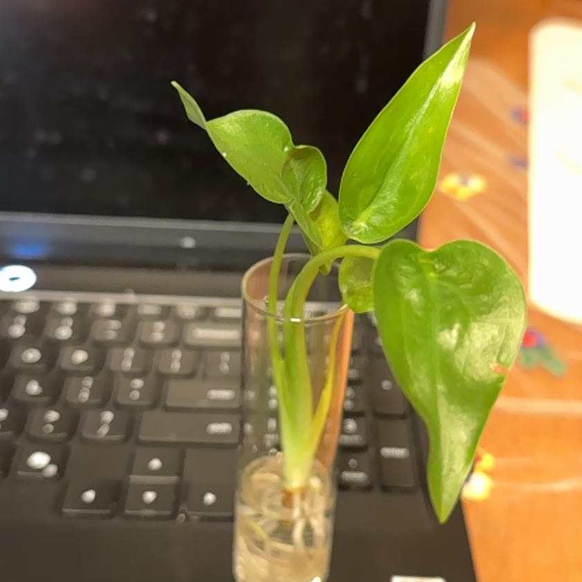 Photo of the plant species Tiny Dancer by @GodlyGreenbeans named Keanu Leaves on Greg, the plant care app