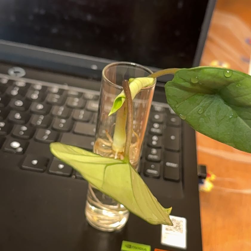 Photo of the plant species Alocasia Platinum by @GodlyGreenbeans named Osmo on Greg, the plant care app